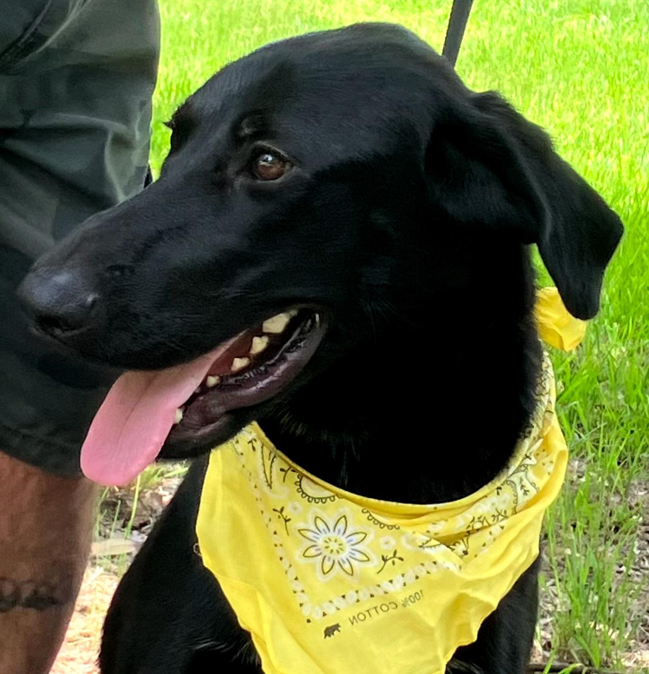Murray - Fostered in Massachusetts photo 2