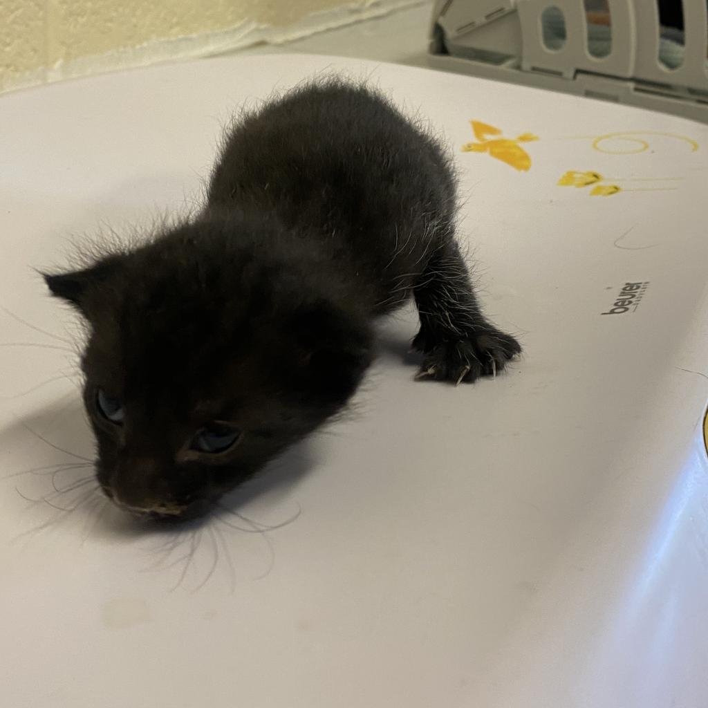 Enlarge Presley, a Adoptable Domestic Short Hair in Memphis, TN image 1/1