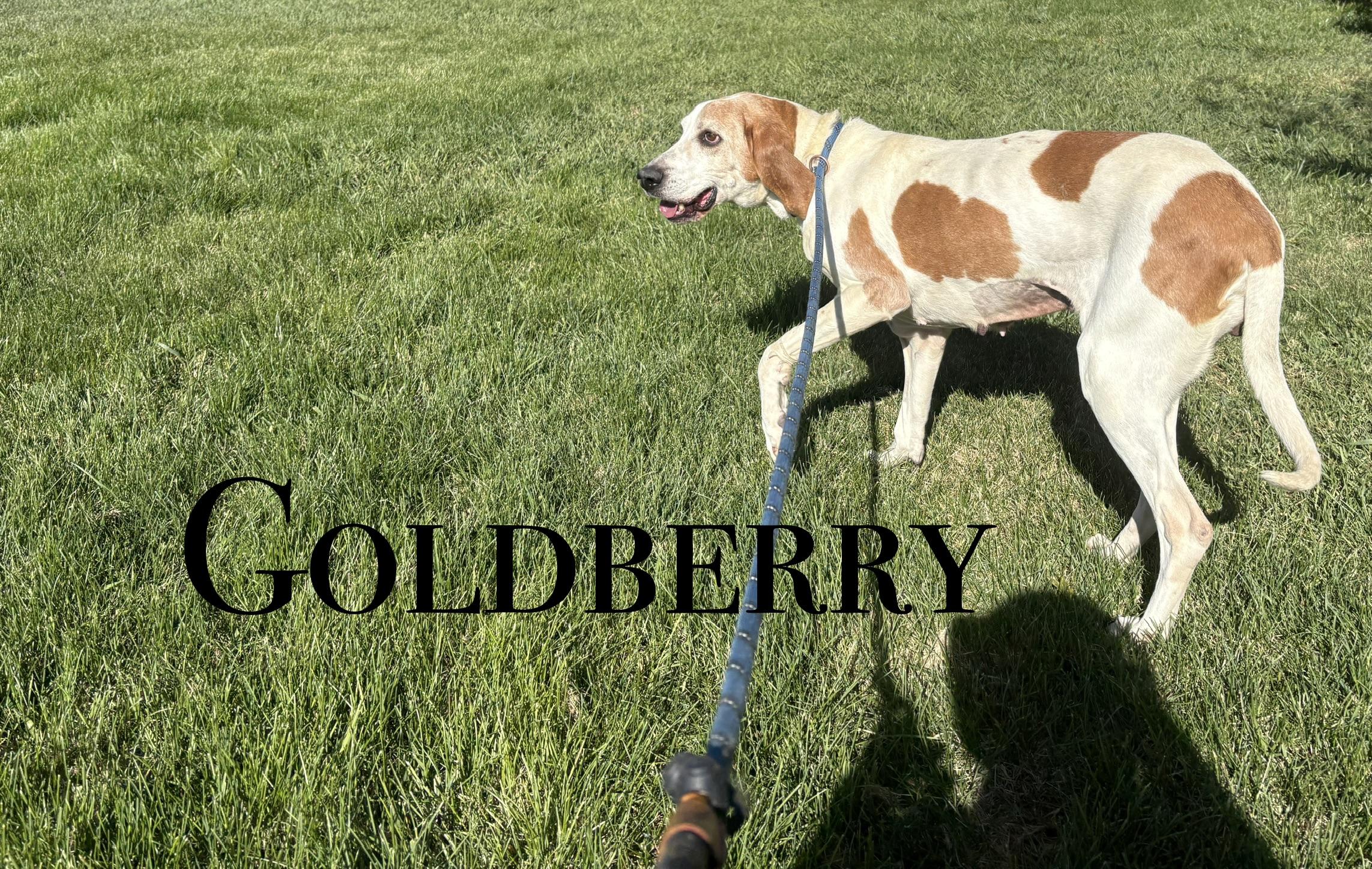 Goldberry, ADOPTABLE, Adult Female Hound.
