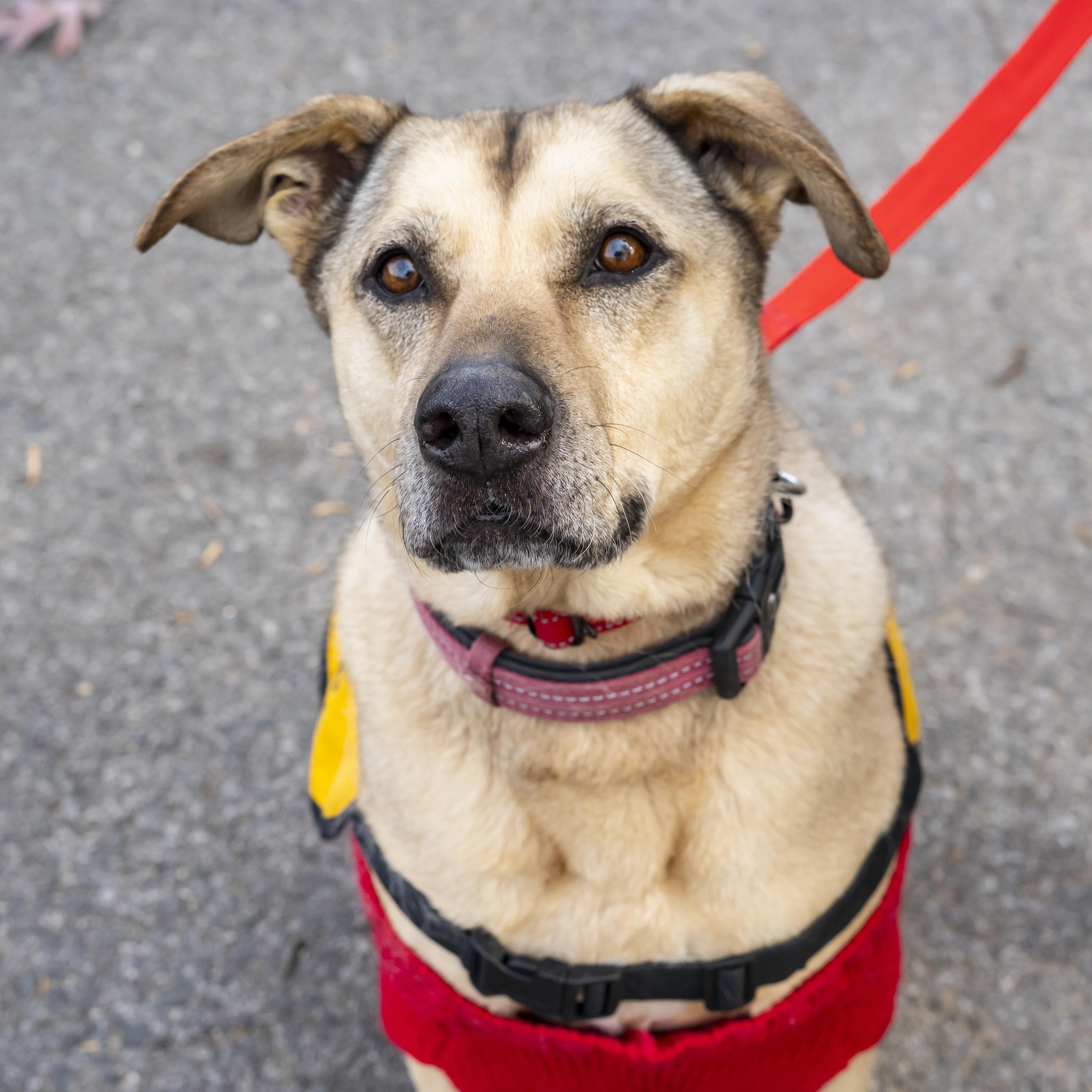 Little Orphan Annie, Adoptable, Senior Female Retriever.