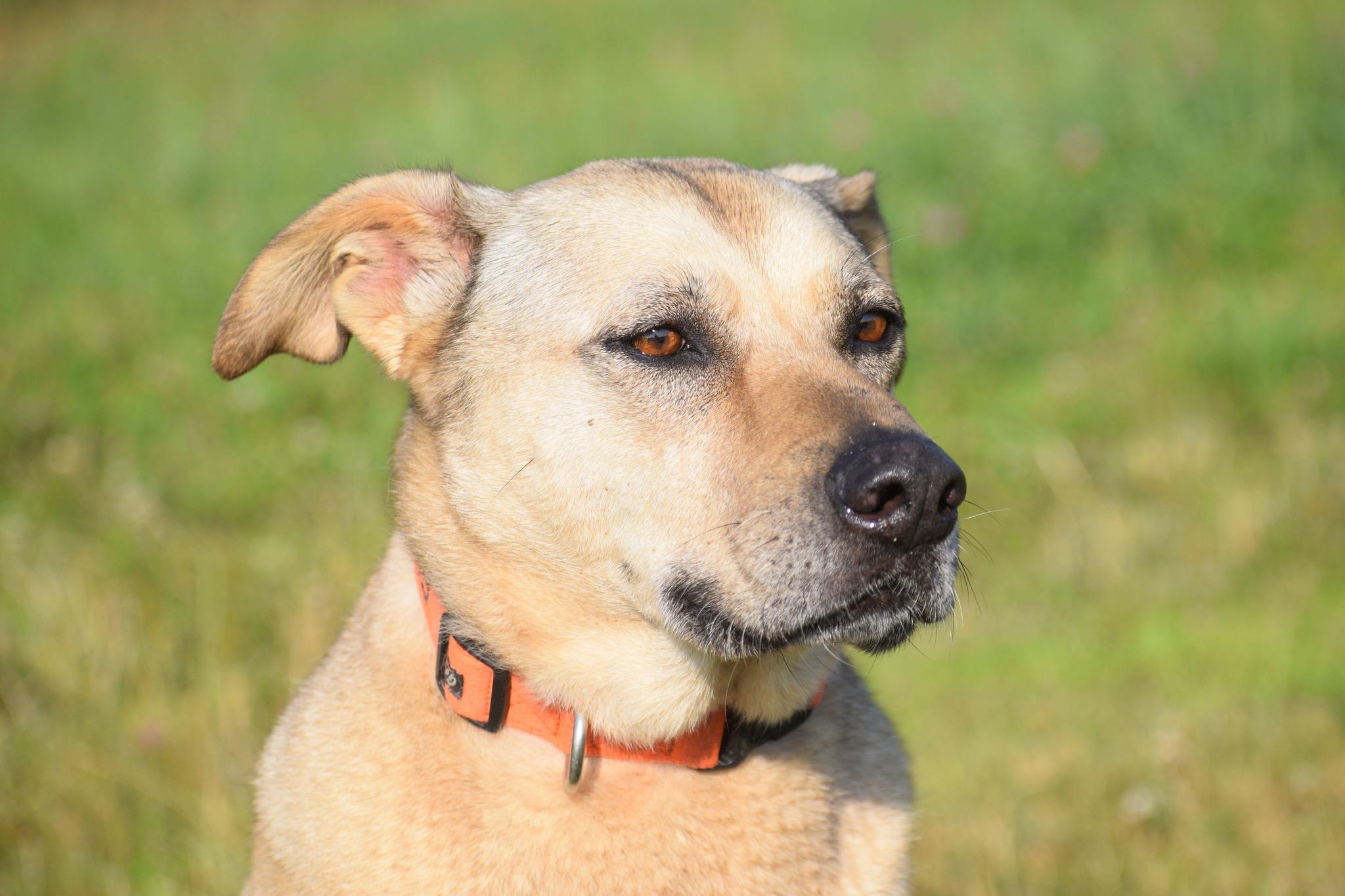Little Orphan Annie, a Adoptable Retriever in Hancock, NY image 3/6