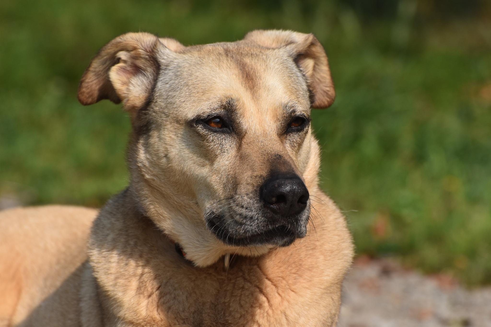 Little Orphan Annie, a Adoptable Retriever in Hancock, NY image 2/6