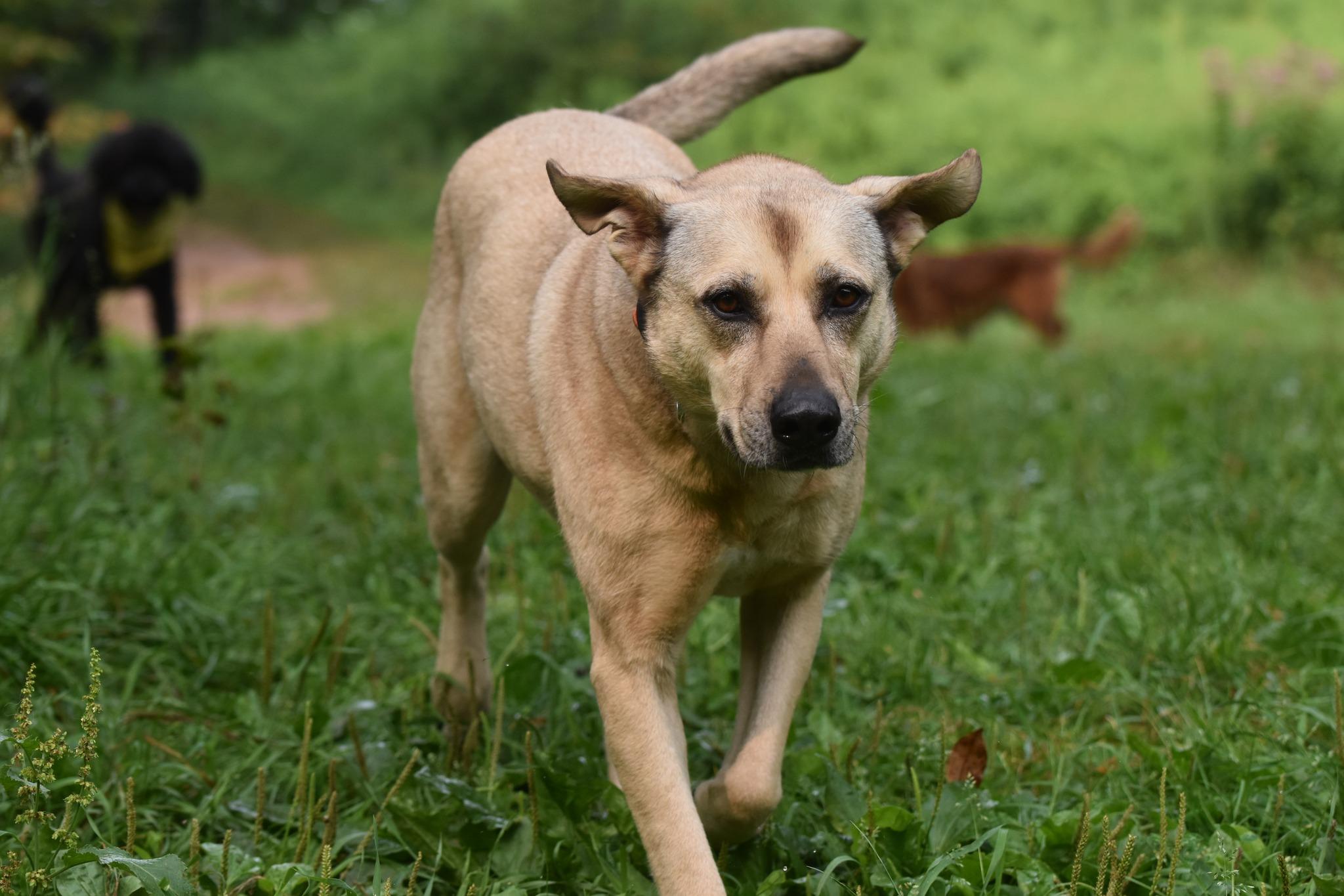Little Orphan Annie, a Adoptable Retriever in Hancock, NY image 4/6