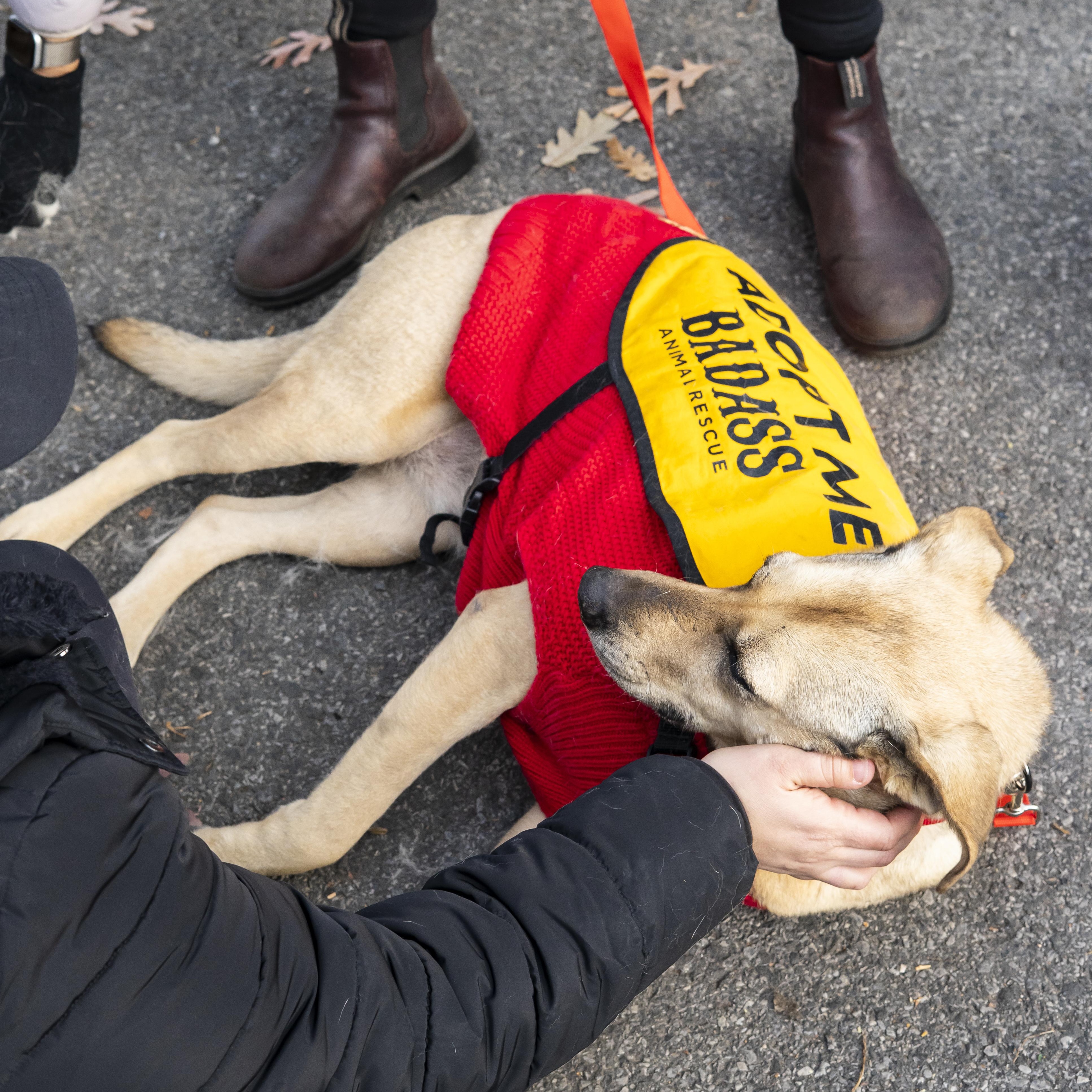 Little Orphan Annie, a Adoptable Retriever in Hancock, NY image 5/6