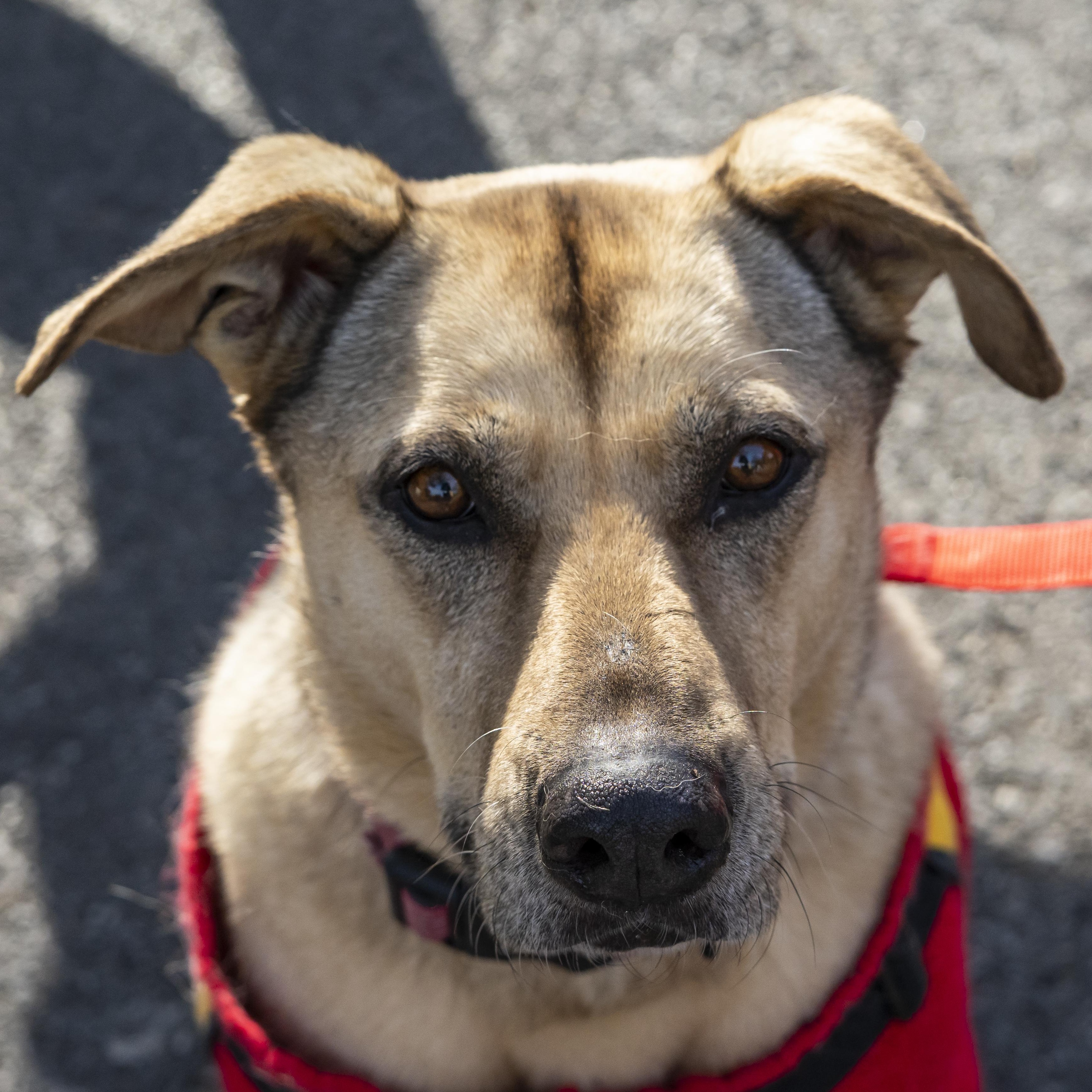 Little Orphan Annie, a Adoptable Retriever in Hancock, NY image 6/6