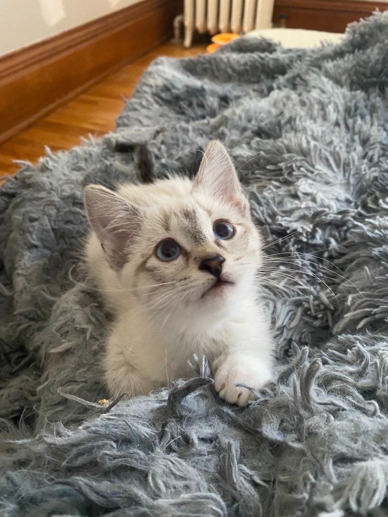 Francis (FeLV+), Adoptable, Kitten Male Siamese.