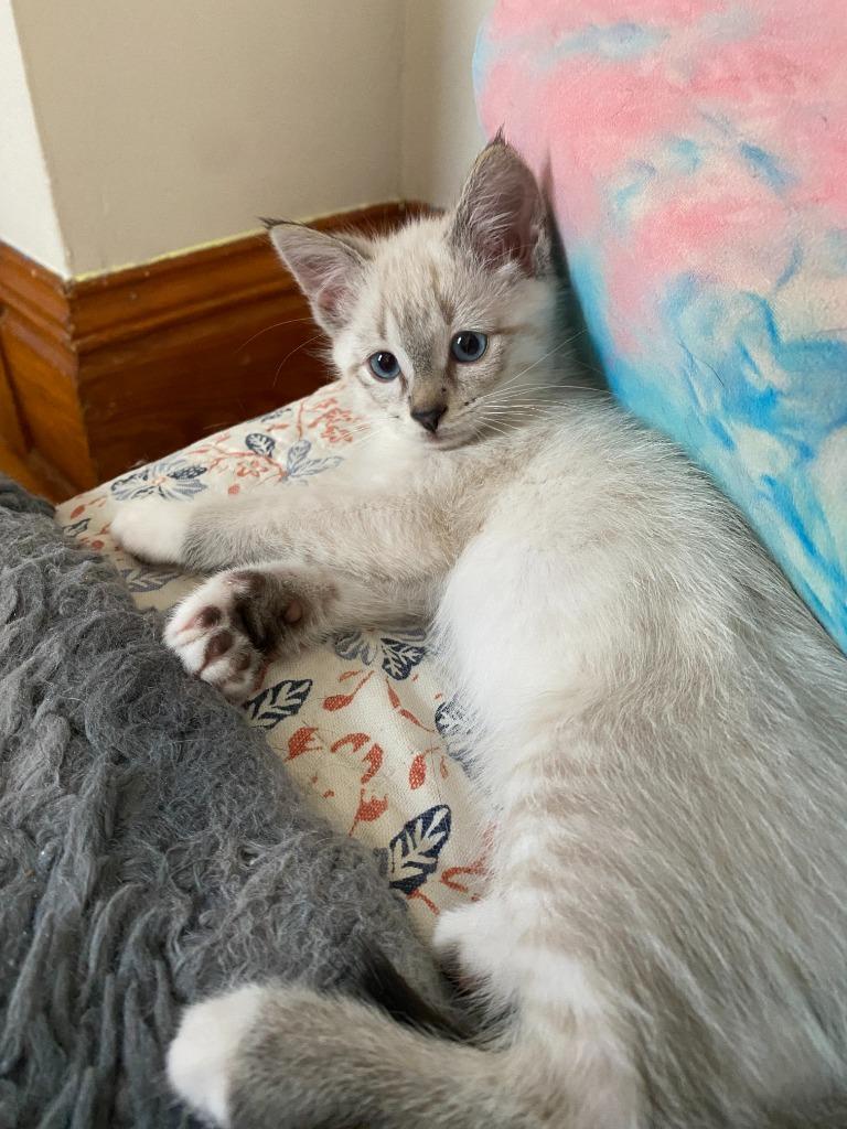 Enlarge Francis (FeLV+), a Adoptable Siamese in Minneapolis, MN image 2/4