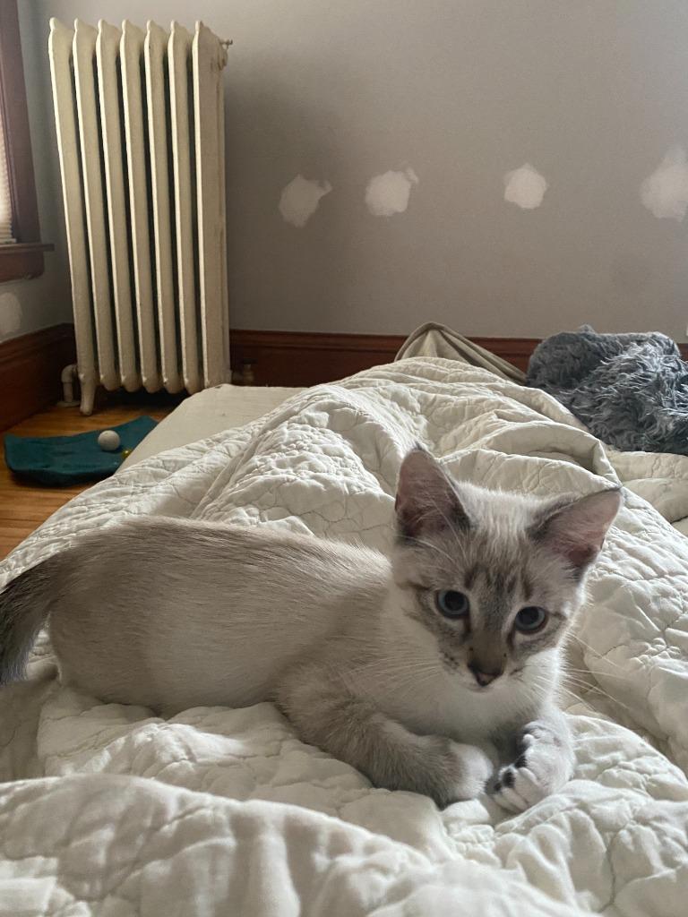 Enlarge Francis (FeLV+), a Adoptable Siamese in Minneapolis, MN image 3/4