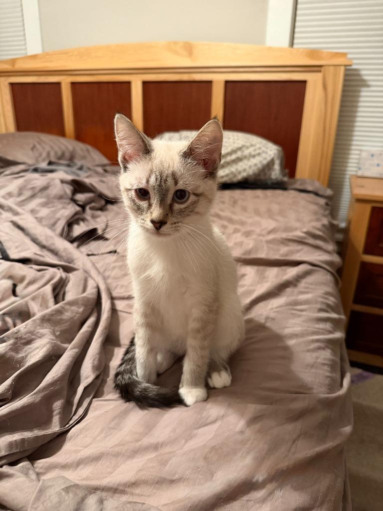 Enlarge Francis (FeLV+), a Adoptable Siamese in Minneapolis, MN image 4/4