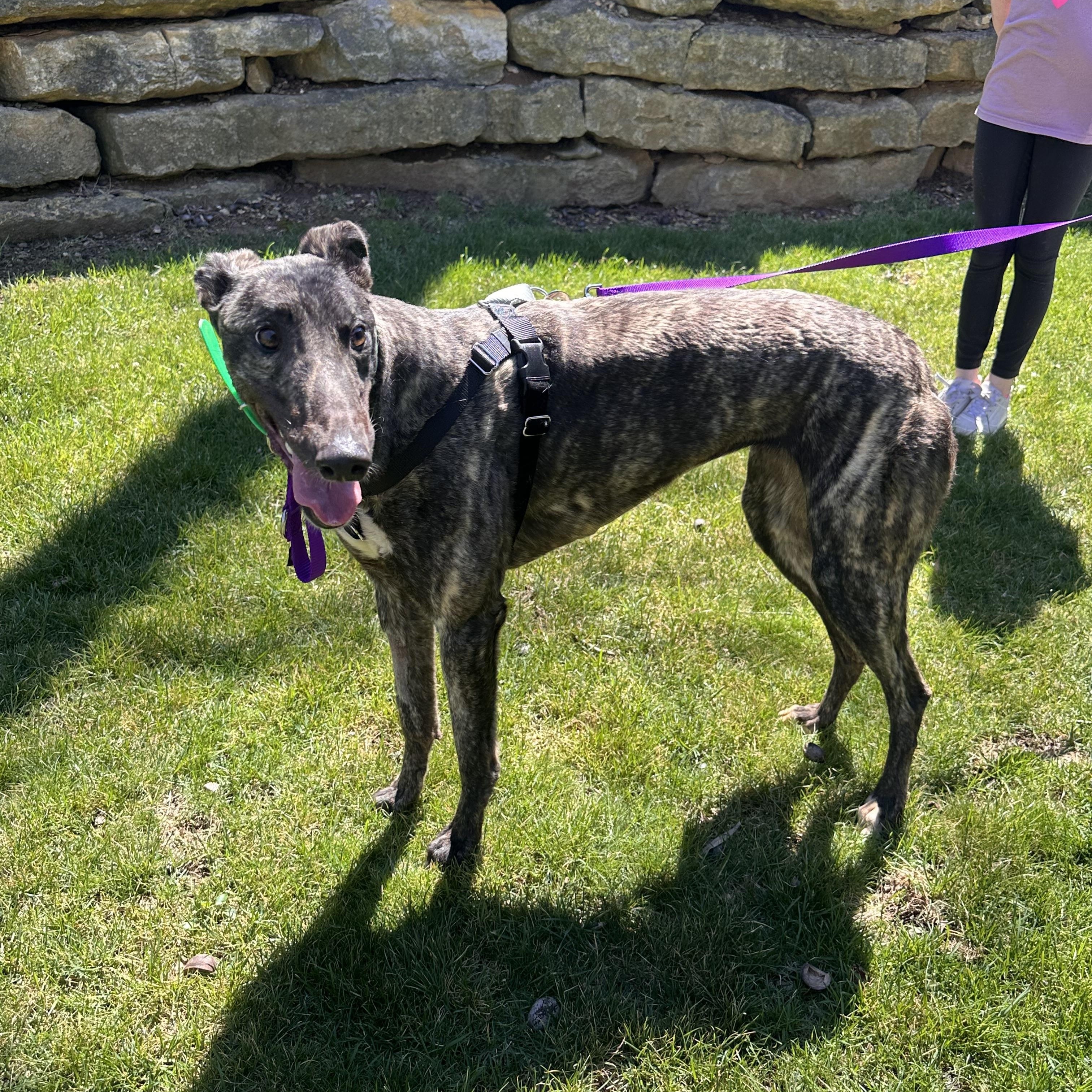 Enlarge Nibblets, an adopted Greyhound in Independence, MO image 1/1