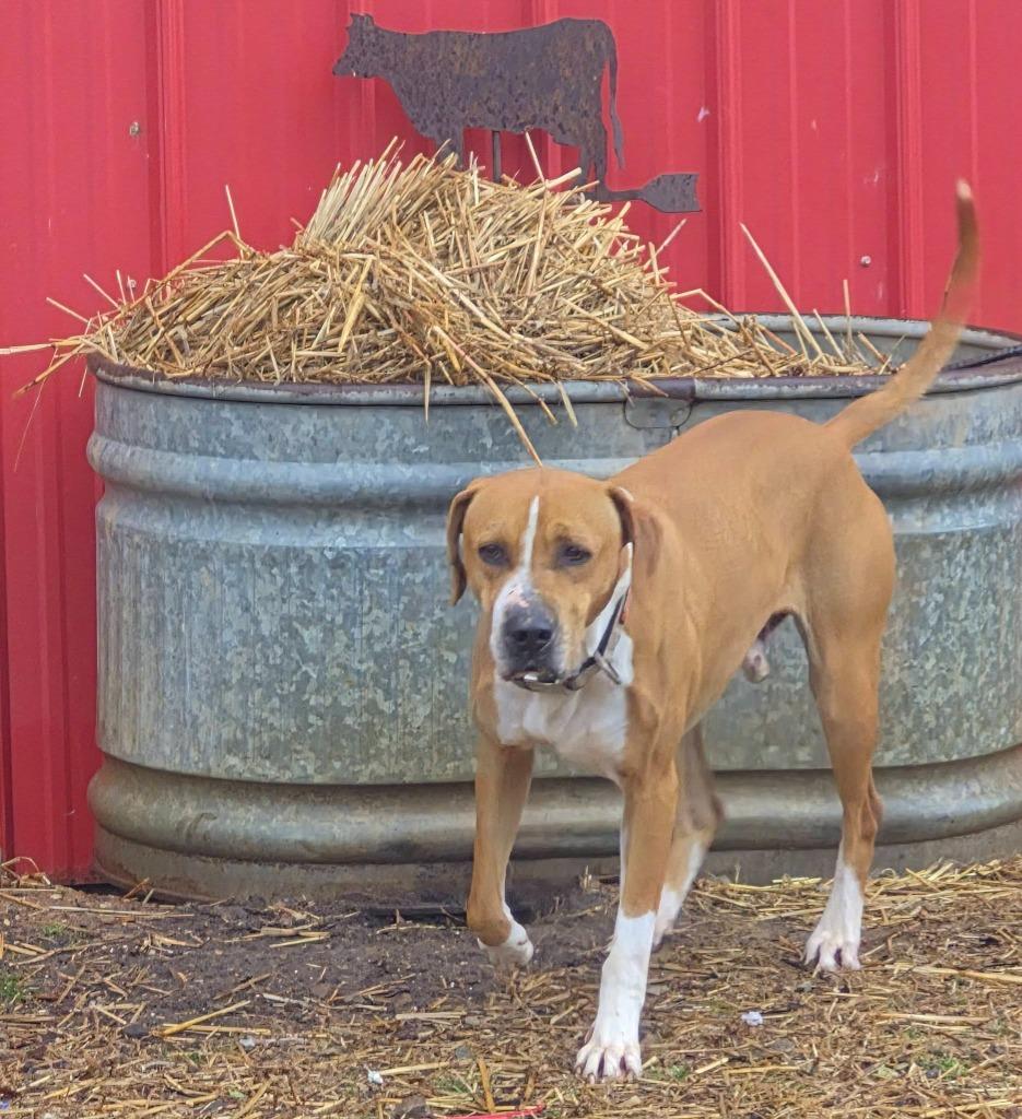 Copper, Adoptable, Adult Male Mixed Breed.