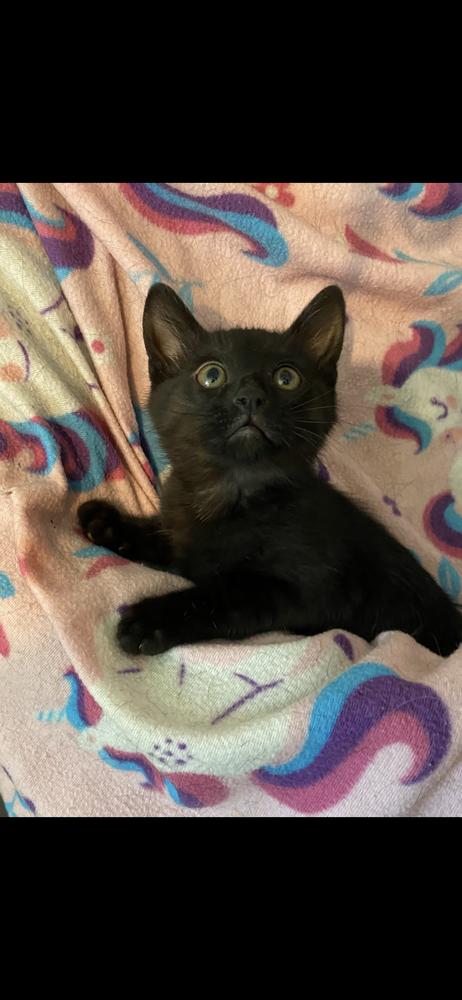 Enlarge Smoochie, a Adoptable mixed breed in Cedartown, GA image 1/1