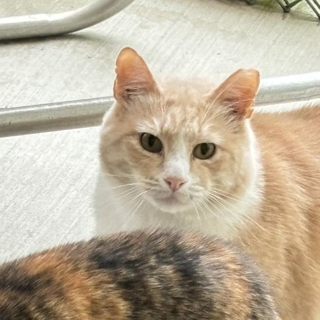 Charlie, Adoptable, Adult Male Domestic Short Hair.