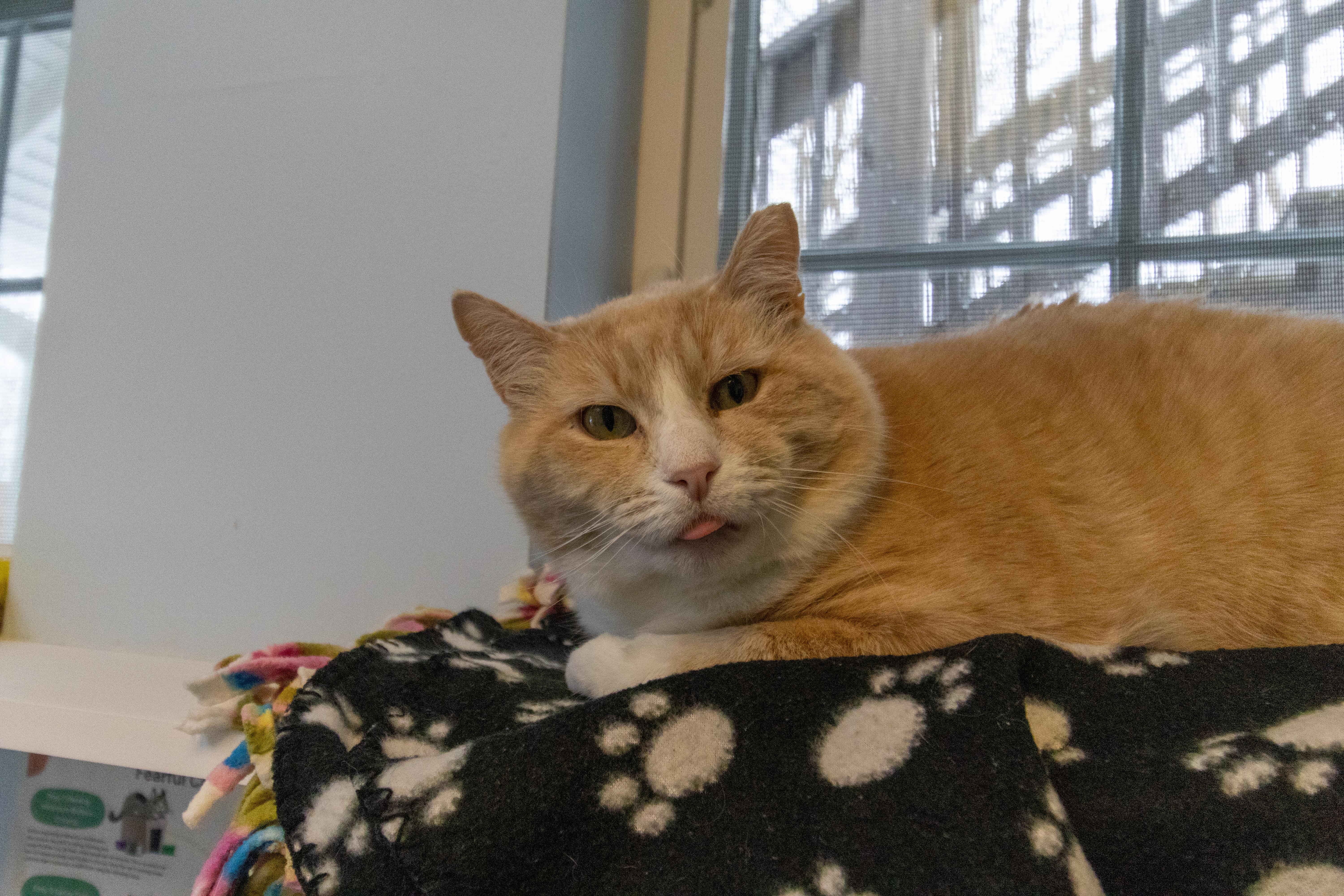 Enlarge Charlie, a Adoptable mixed breed in Terryville, CT image 3/6