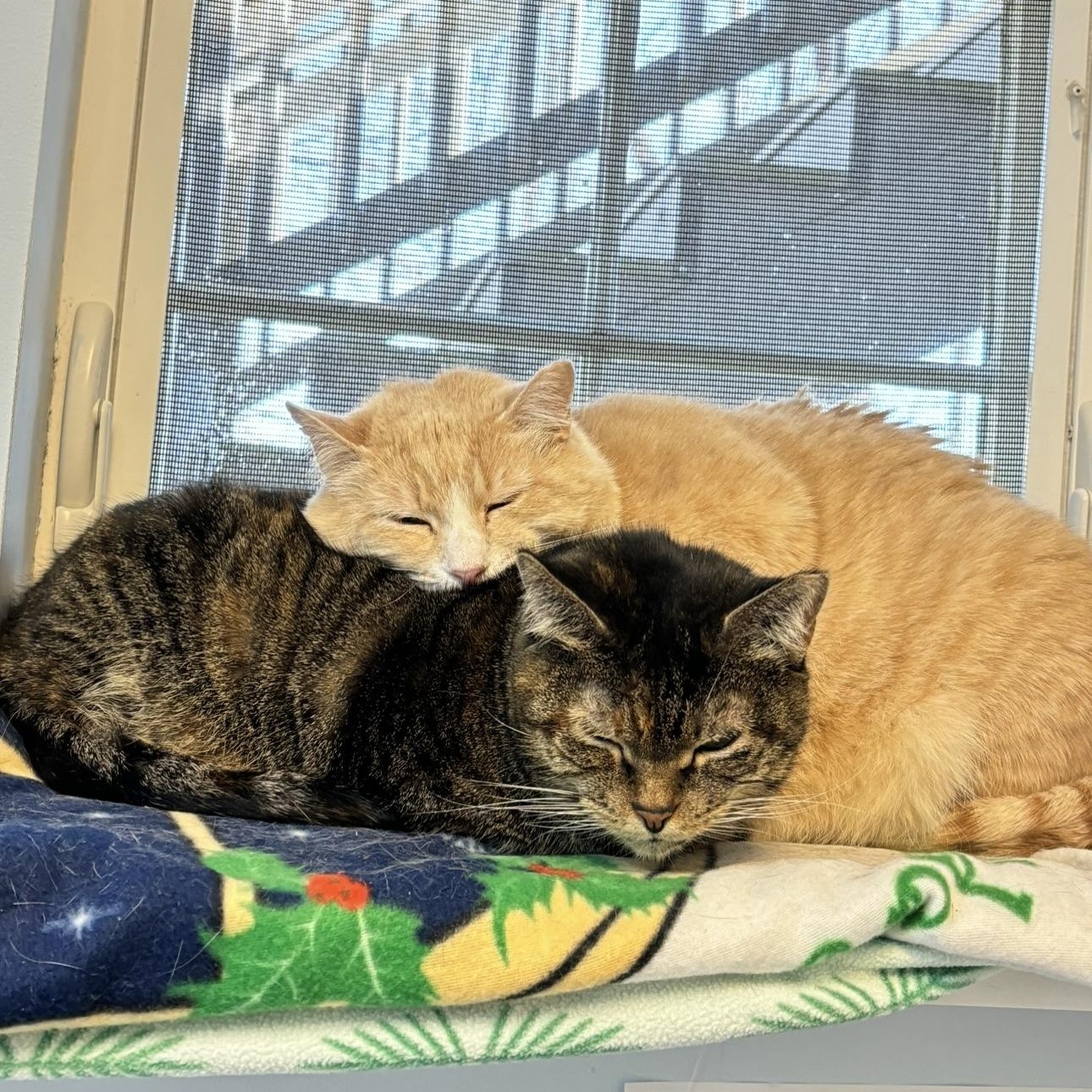 Enlarge Charlie, a Adoptable mixed breed in Terryville, CT image 4/6