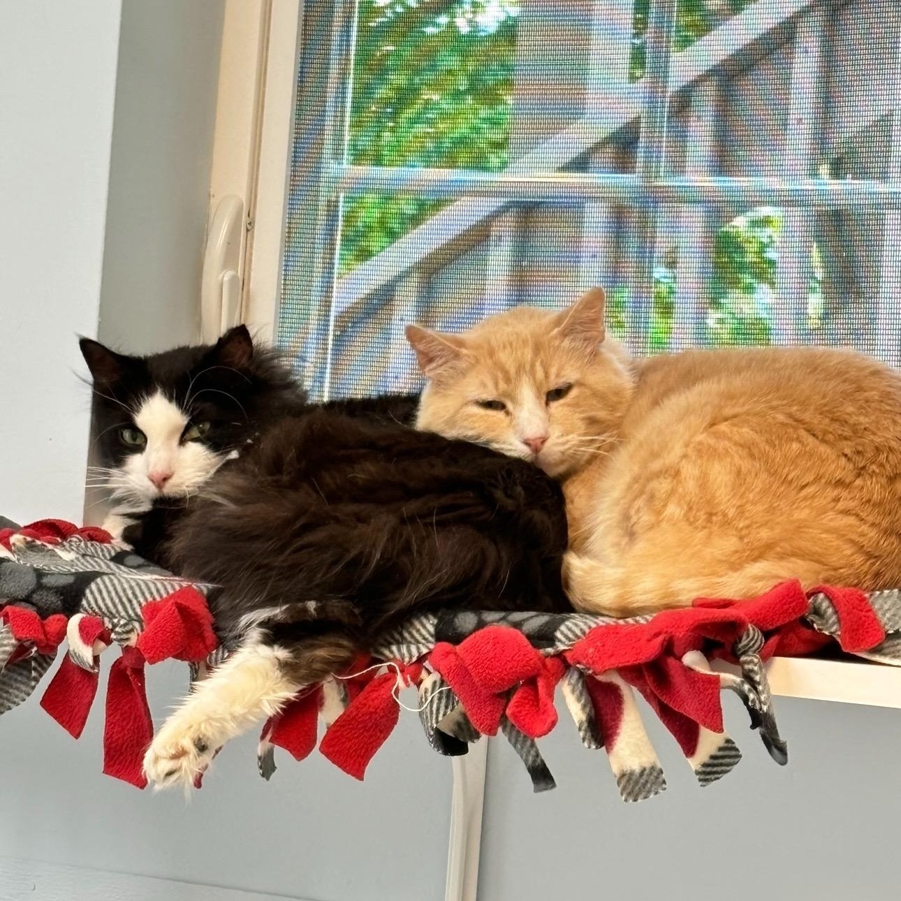 Charlie — thumbnail 4