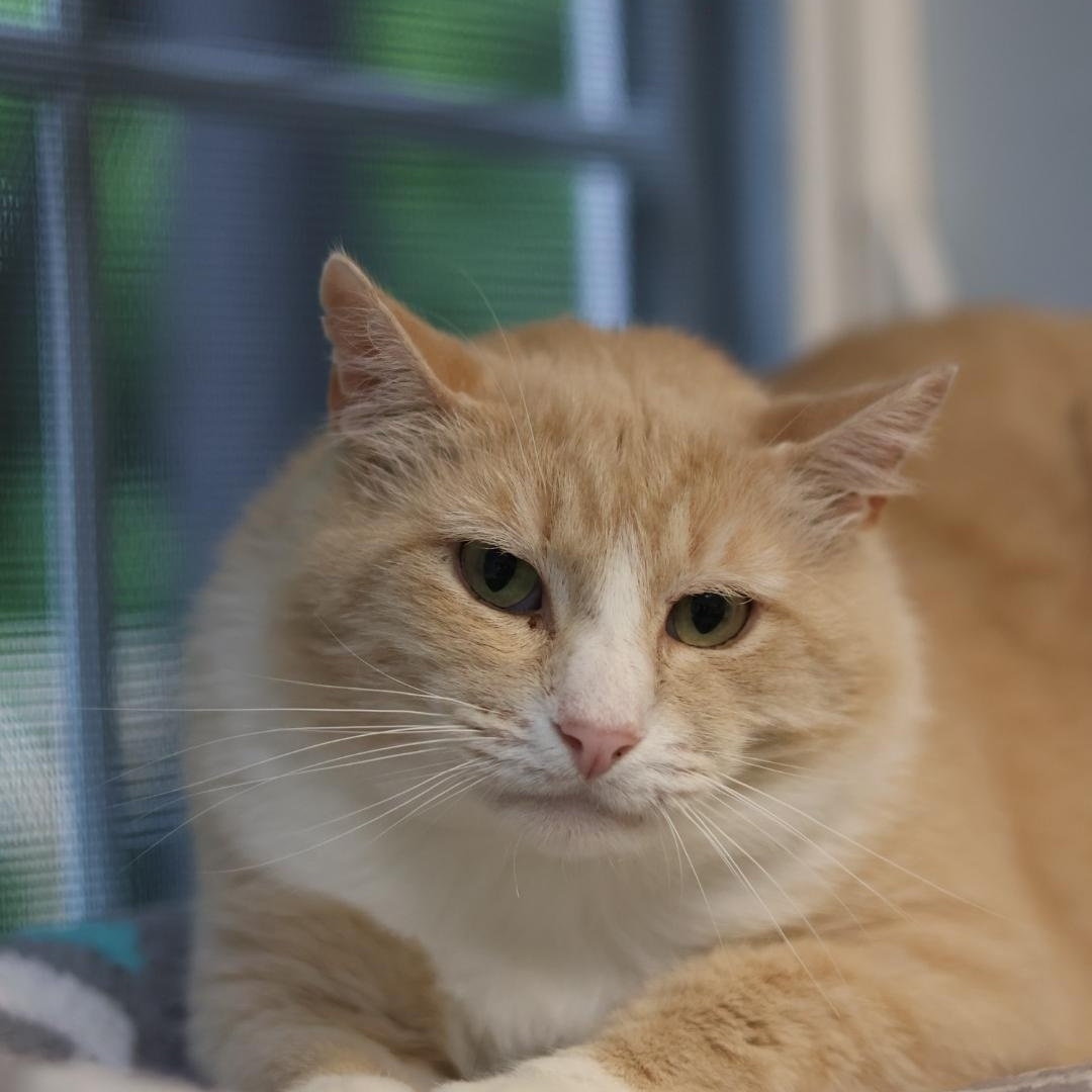 Charlie, Adoptable, Adult Male Domestic Short Hair.