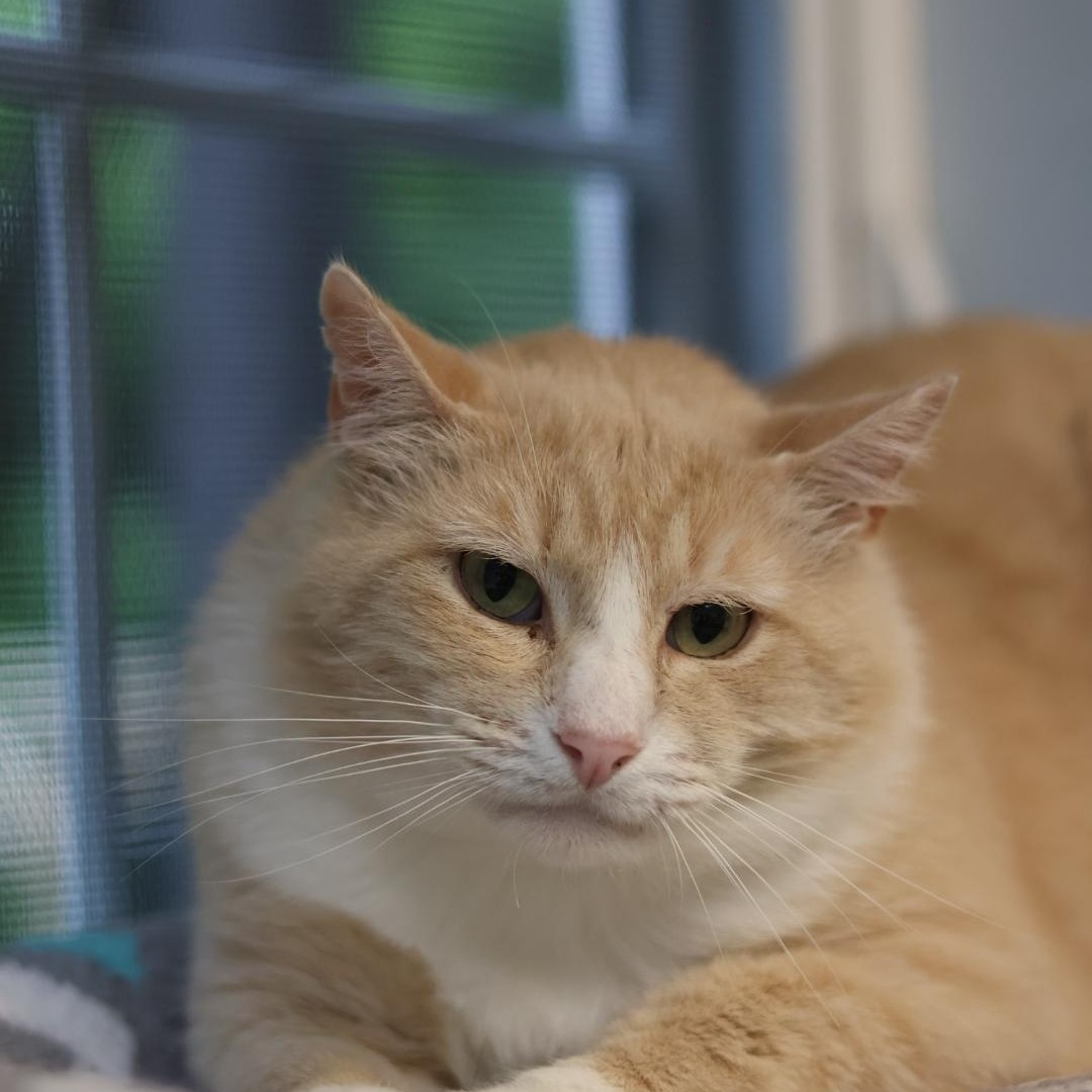 Enlarge Charlie, a Adoptable mixed breed in Terryville, CT image 1/6