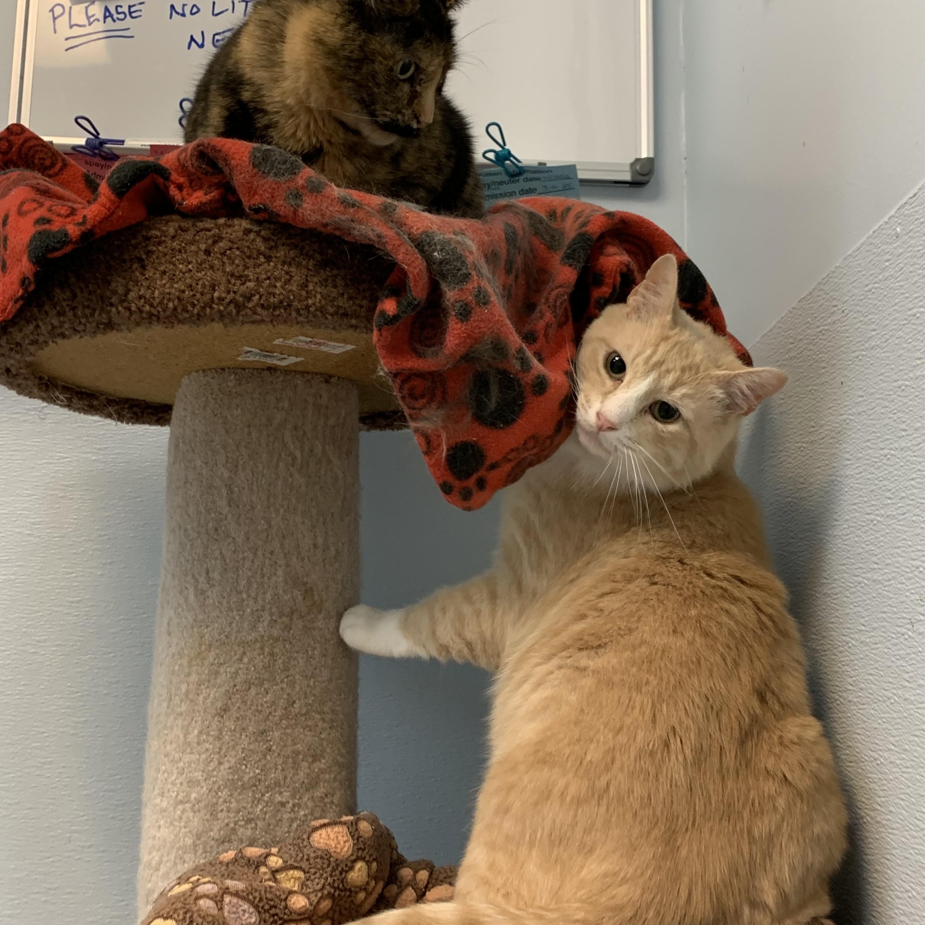 Charlie — thumbnail 6