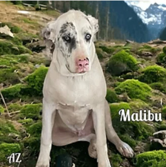 Malibu, Baby Male unknown
