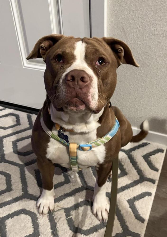 Enlarge Ricky Bobby, a Adopted mixed breed in TULSA, OK image 1/6