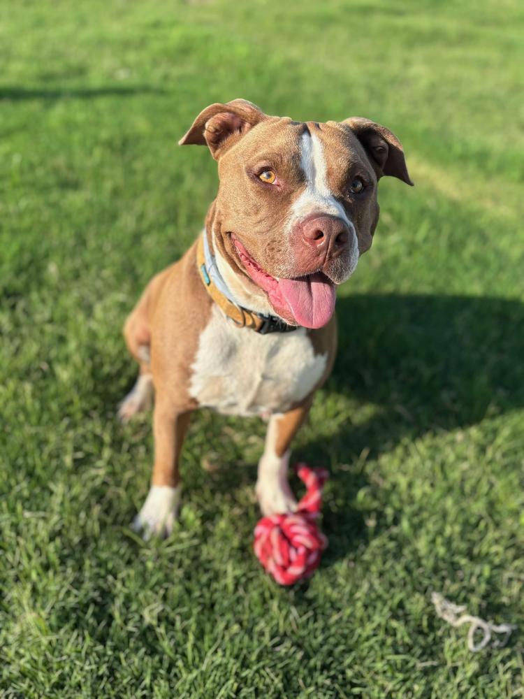 Ricky Bobby, Adopted, Young Male American Staffordshire Terrier.