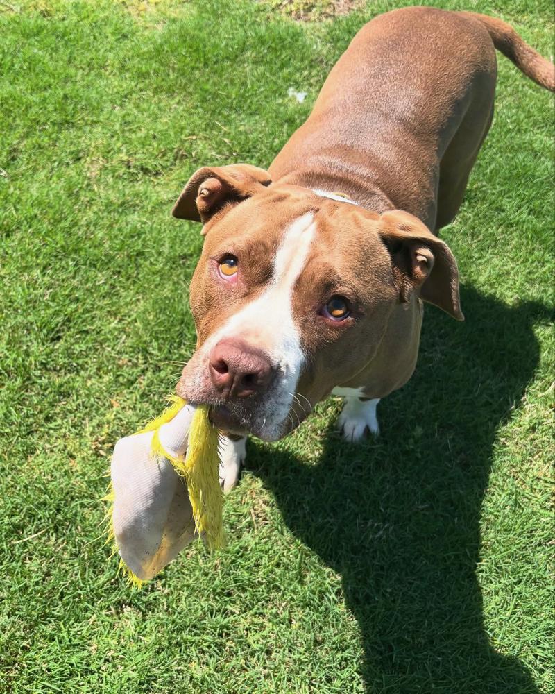 Enlarge Ricky Bobby, a Adopted mixed breed in TULSA, OK image 3/6
