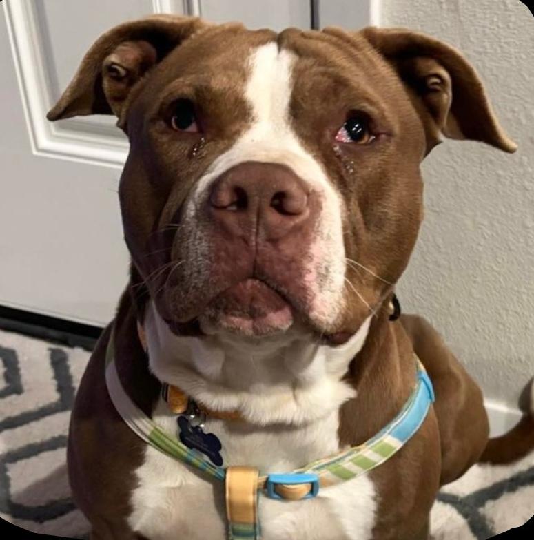 Enlarge Ricky Bobby, a Adopted mixed breed in TULSA, OK image 4/6