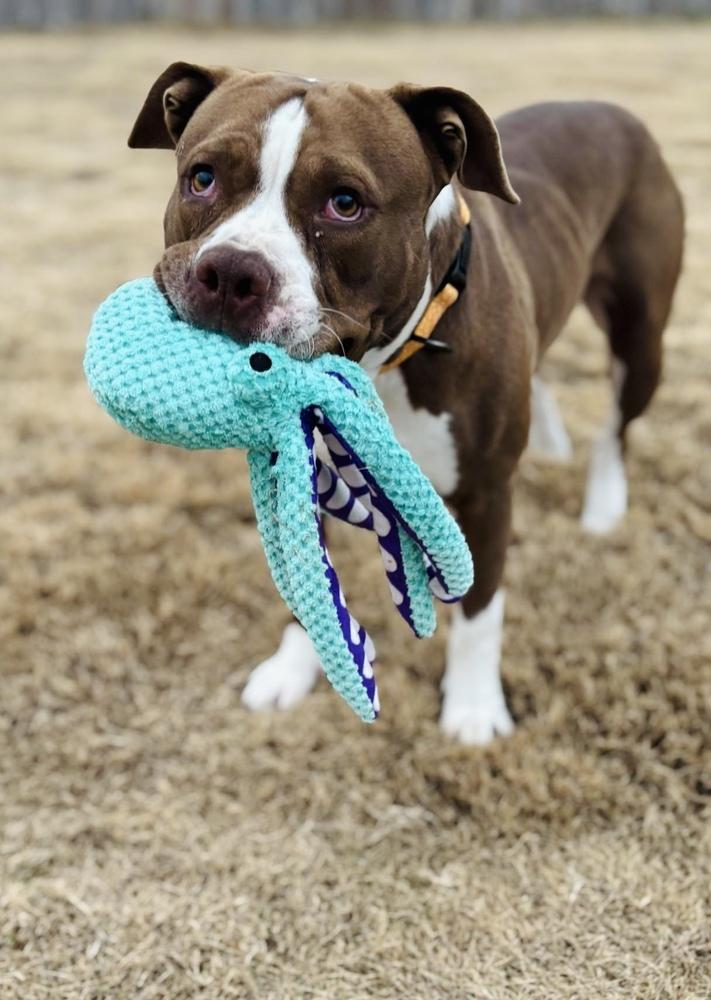 Enlarge Ricky Bobby, a Adopted mixed breed in TULSA, OK image 5/6