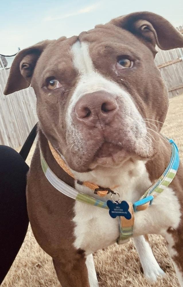 Enlarge Ricky Bobby, a Adopted mixed breed in TULSA, OK image 6/6