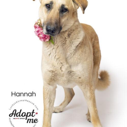 Hannah, Adoptable, Adult Female Anatolian Shepherd & Labrador Retriever.