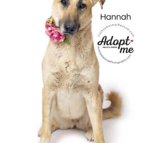 Hannah, a Adoptable mixed breed in Bakersfield, CA image 2/2