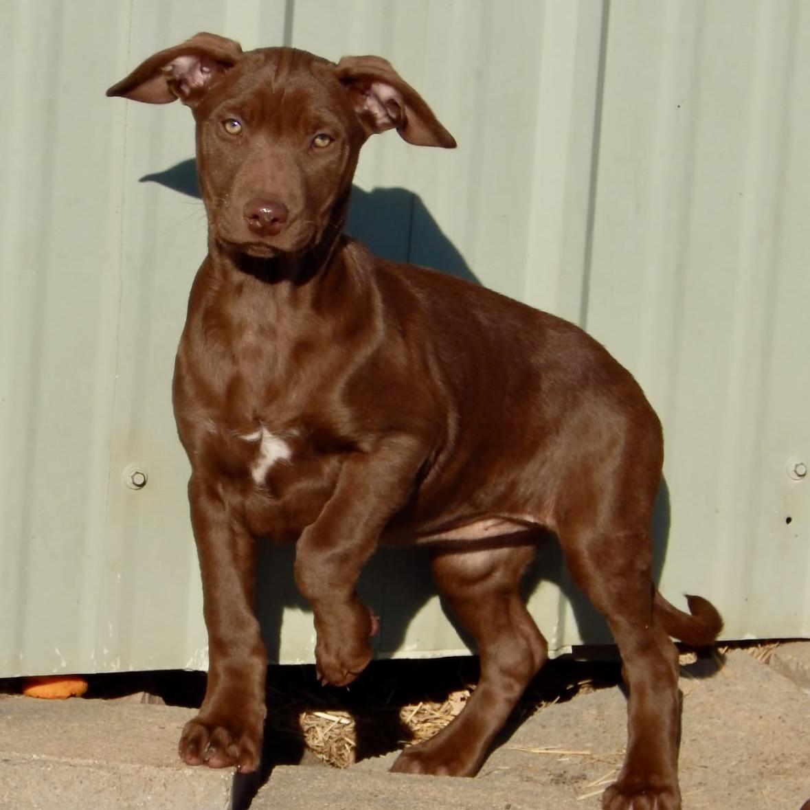 Enlarge Mulberry , an adopted mixed breed in Mead, CO image 5/5