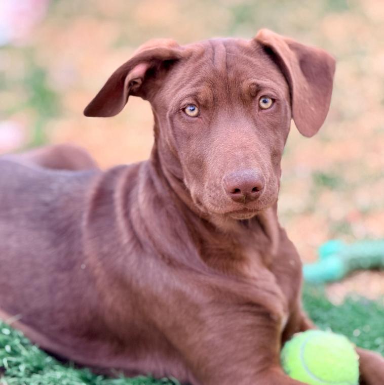 Mulberry , ADOPTABLE, Puppy Female Black Labrador Retriever & Pit Bull Terrier.