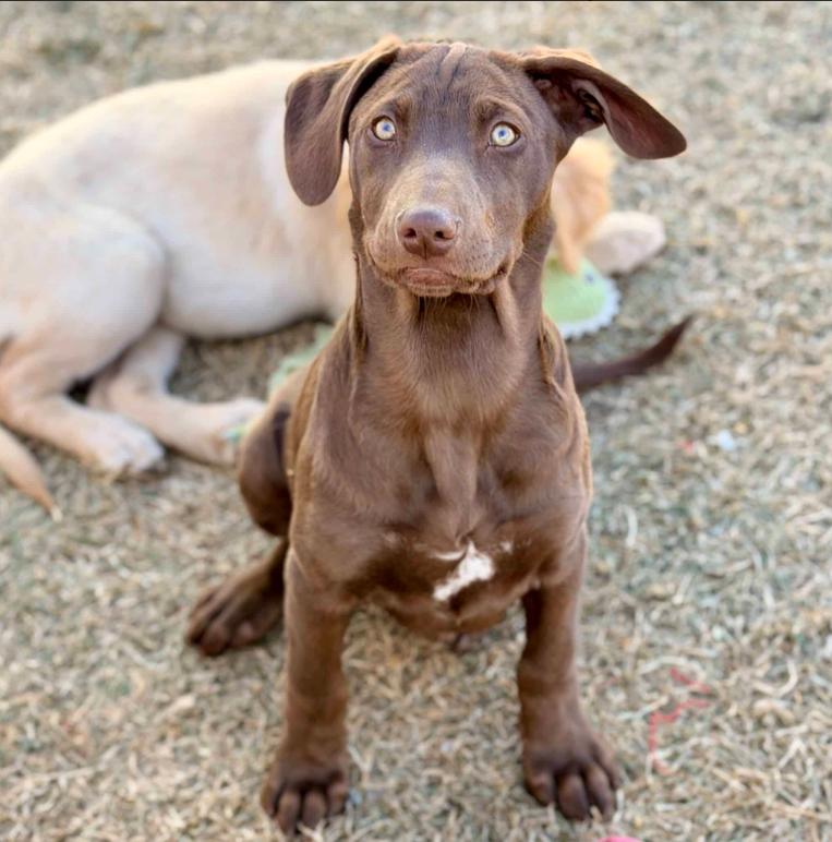 Mulberry , ADOPTABLE, Puppy Female Black Labrador Retriever & Pit Bull Terrier.