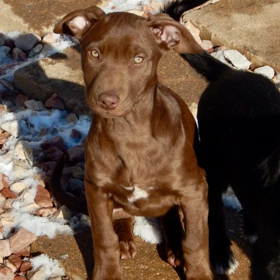 Enlarge Mulberry , an adopted mixed breed in Mead, CO image 3/5