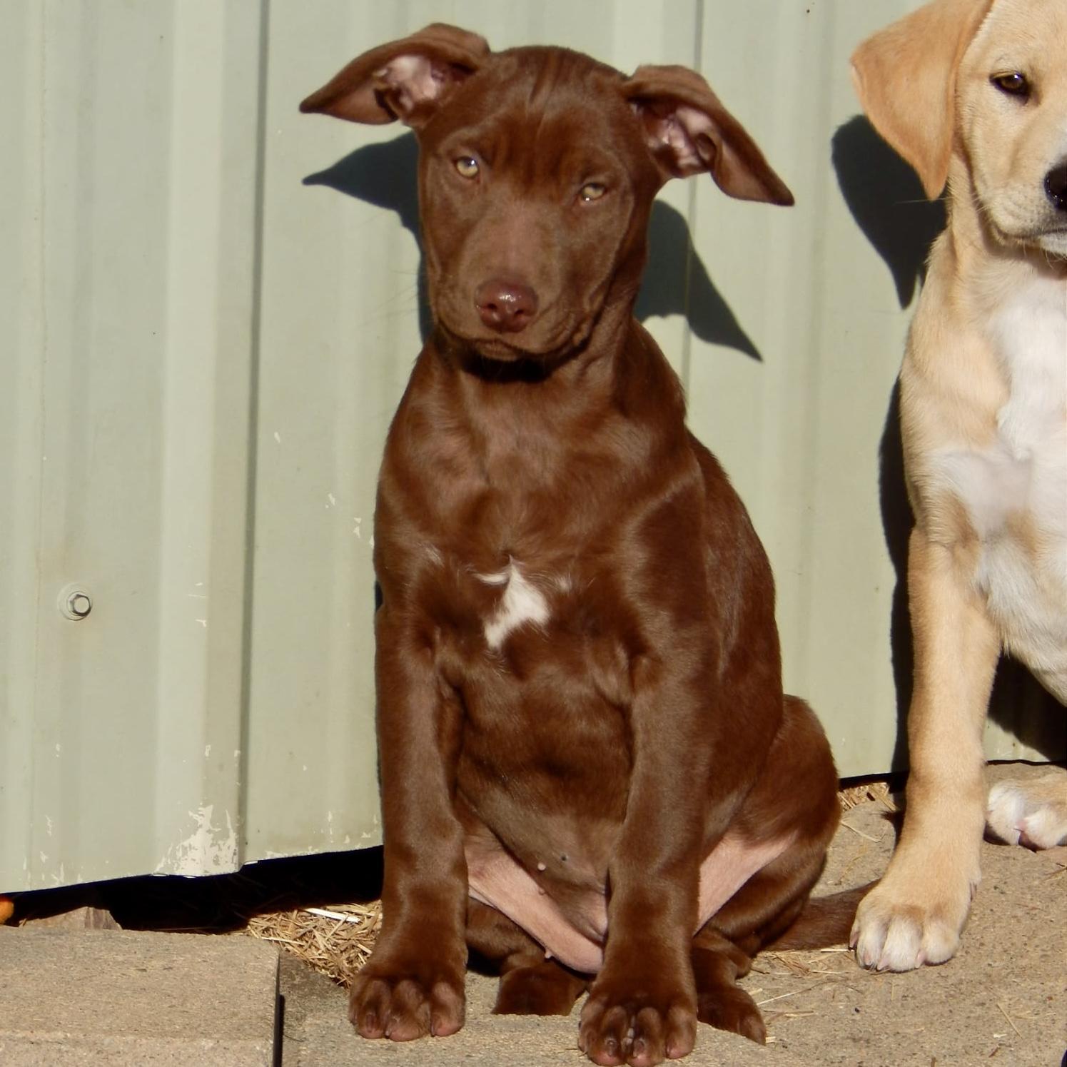 Enlarge Mulberry , an adopted mixed breed in Mead, CO image 4/5