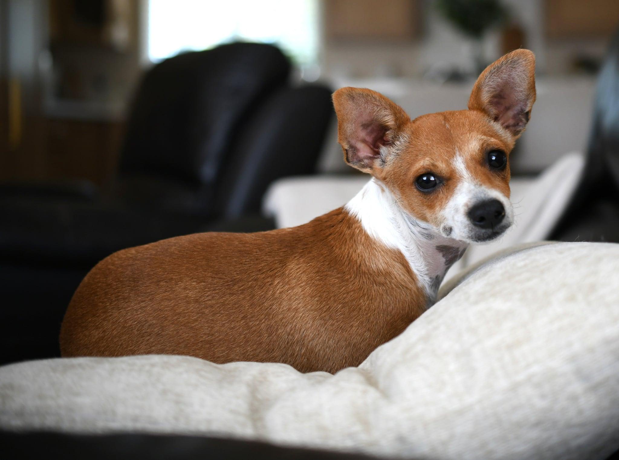 Enlarge Penny, a Adoptable mixed breed in Yuba City, CA image 2/4