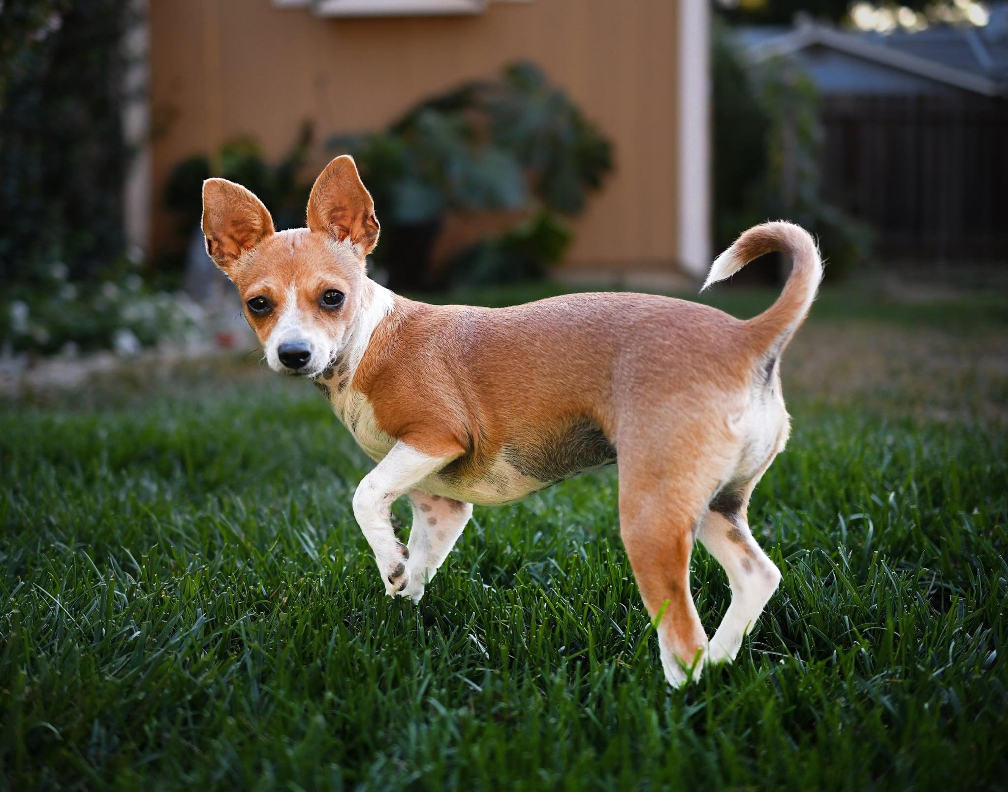 Enlarge Penny, a Adoptable mixed breed in Yuba City, CA image 4/4
