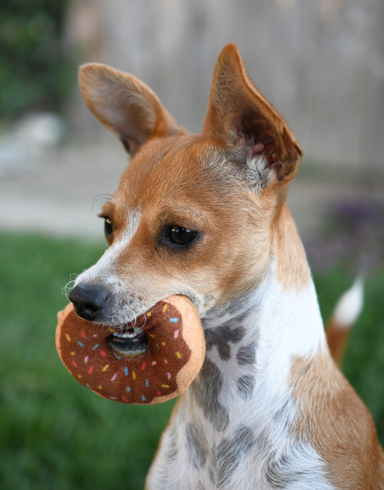 Enlarge Penny, a Adoptable mixed breed in Yuba City, CA image 3/4