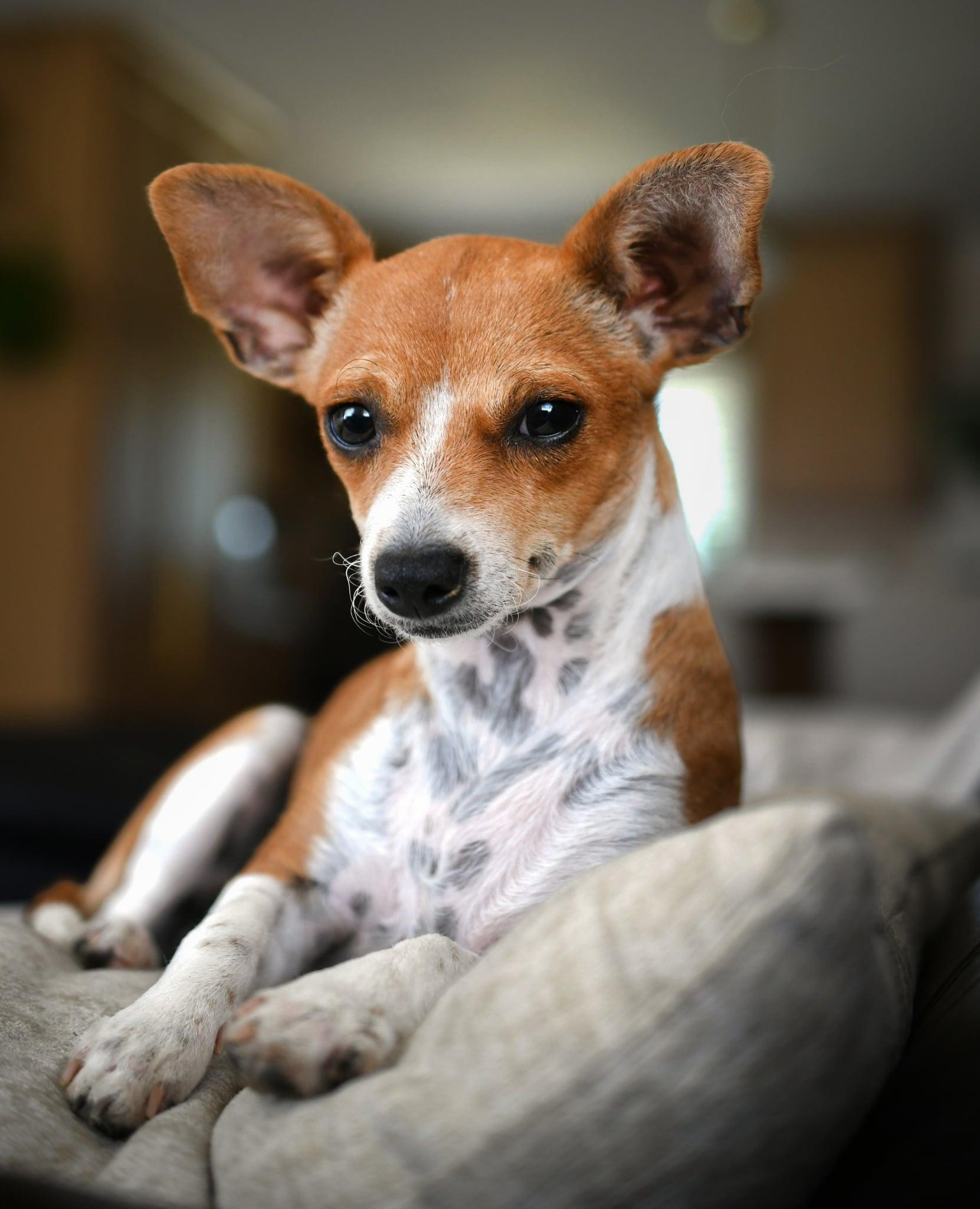 Enlarge Penny, a Adoptable mixed breed in Yuba City, CA image 1/4