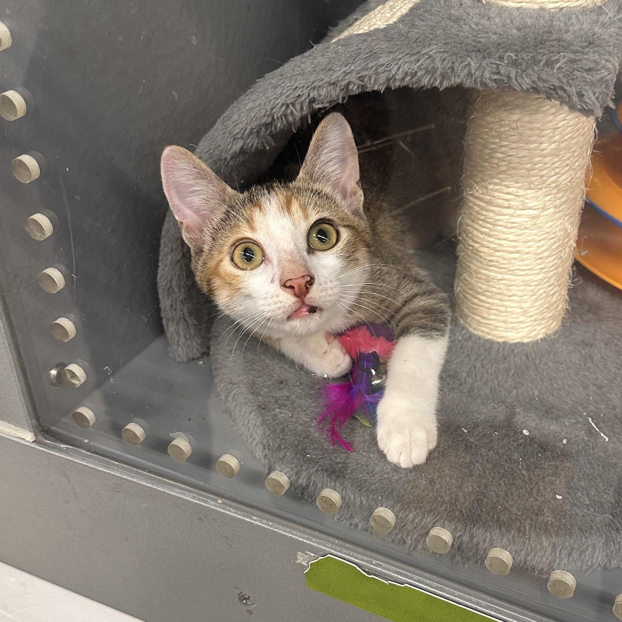 Dora - Riley Fuzzel Petsmart