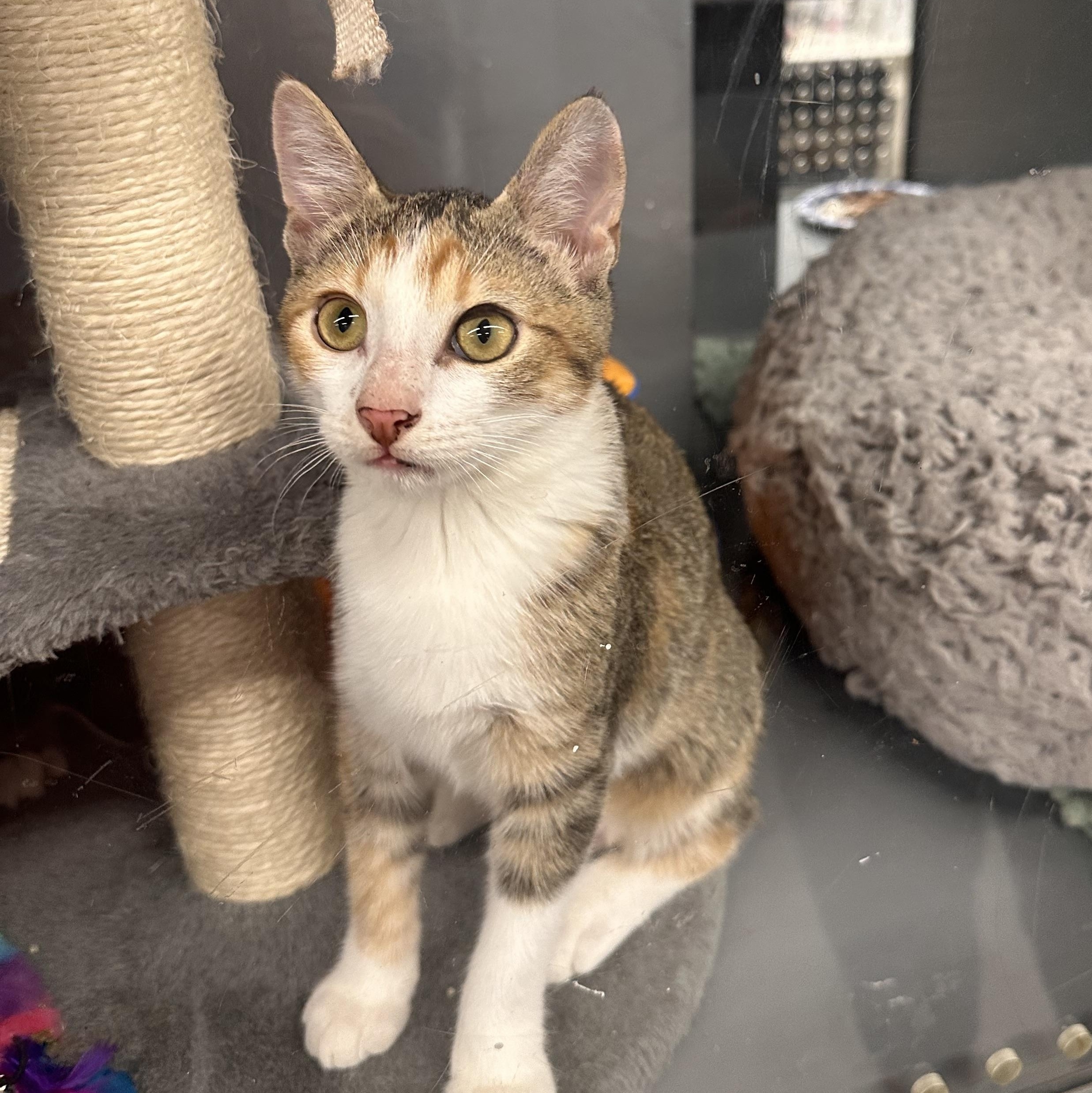Dora - Riley Fuzzel Petsmart