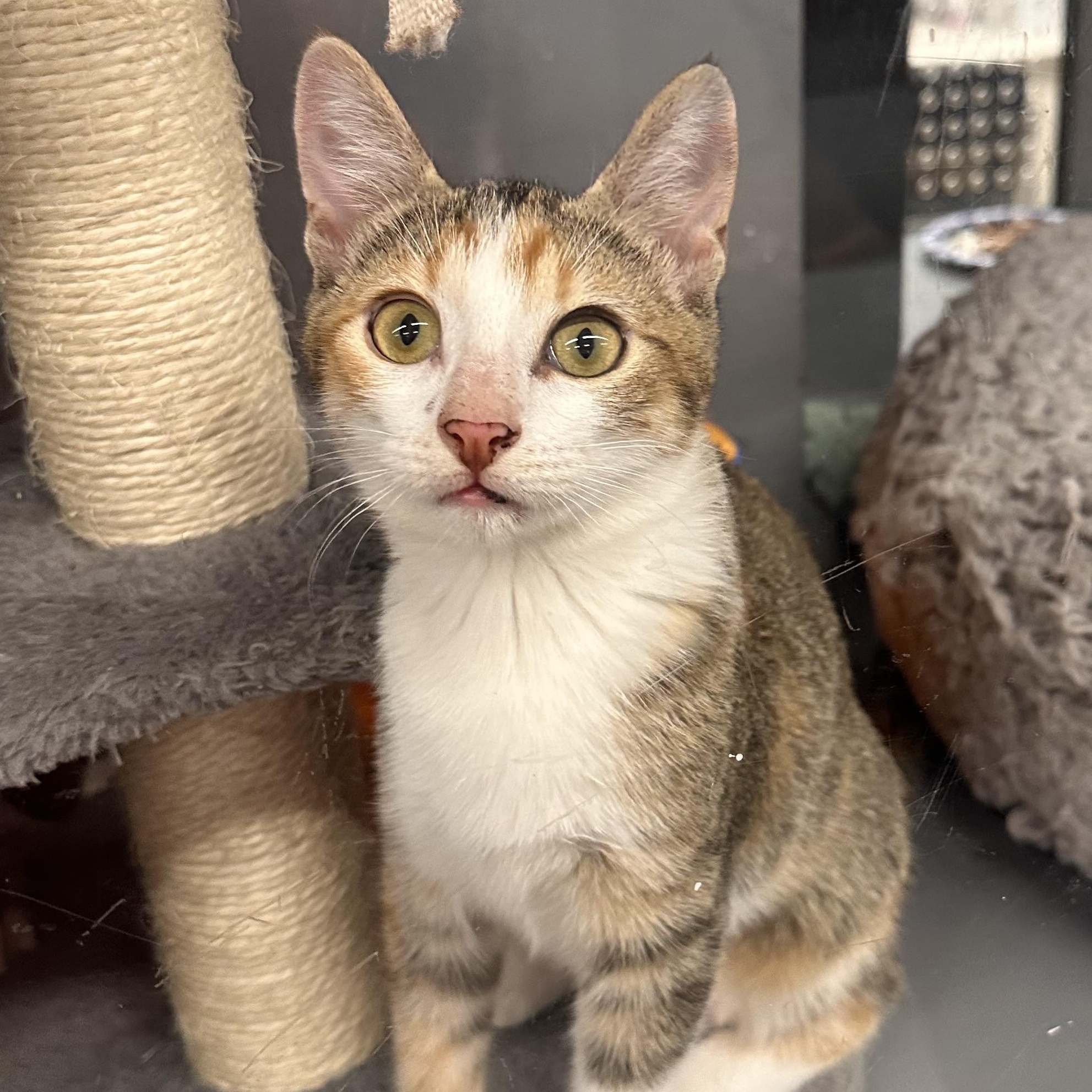 Dora - Riley Fuzzel Petsmart