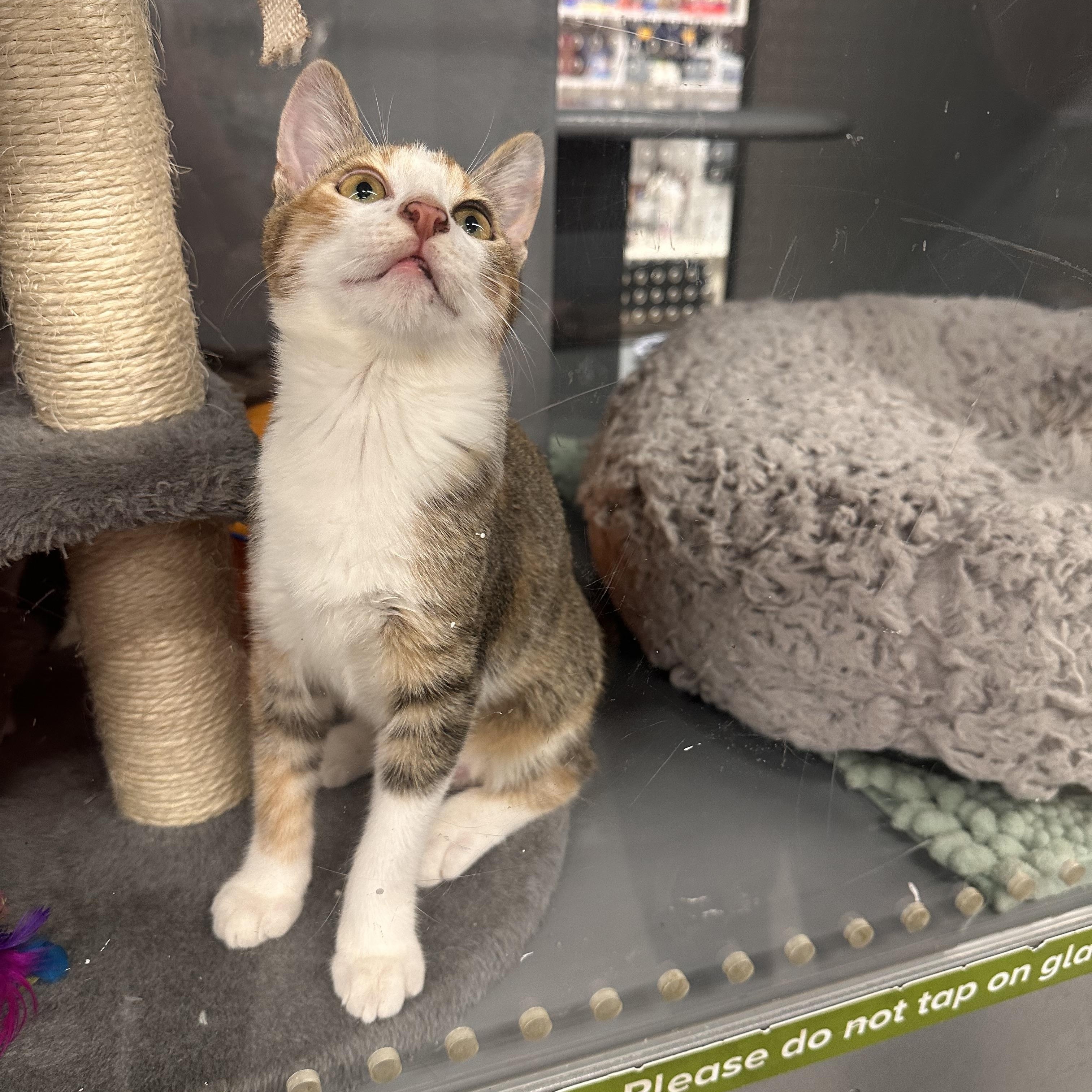 Dora - Riley Fuzzel Petsmart