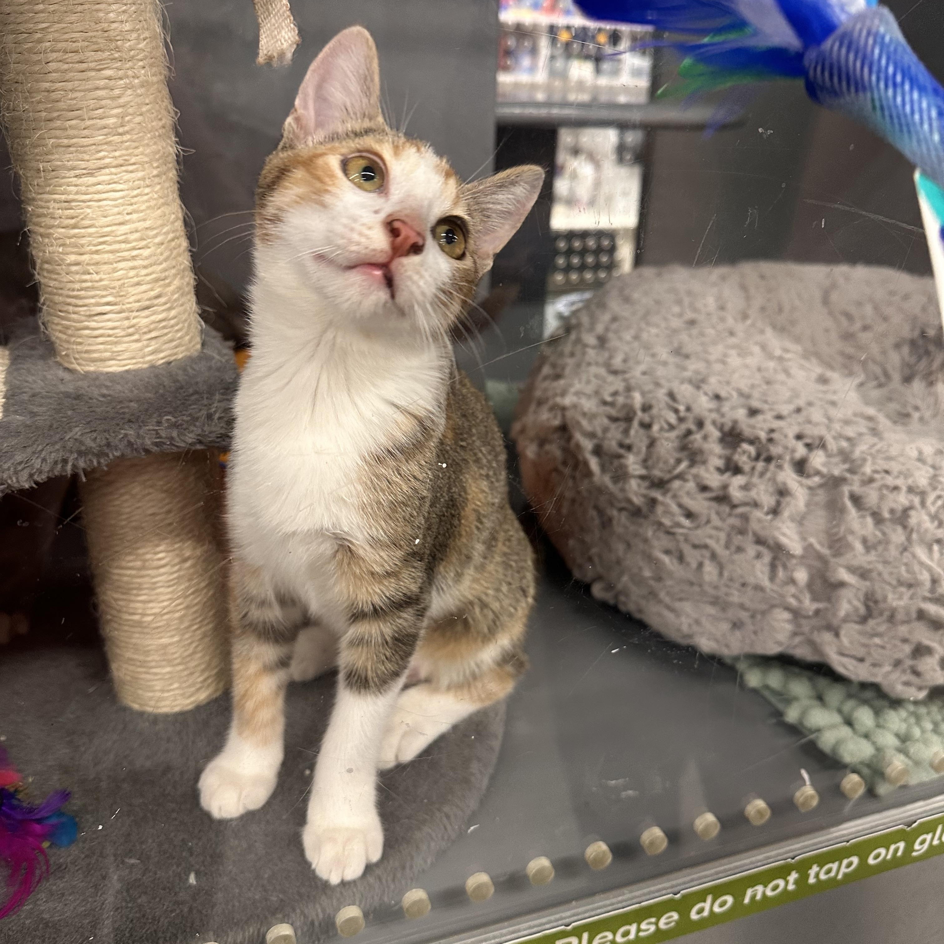 Dora - Riley Fuzzel Petsmart