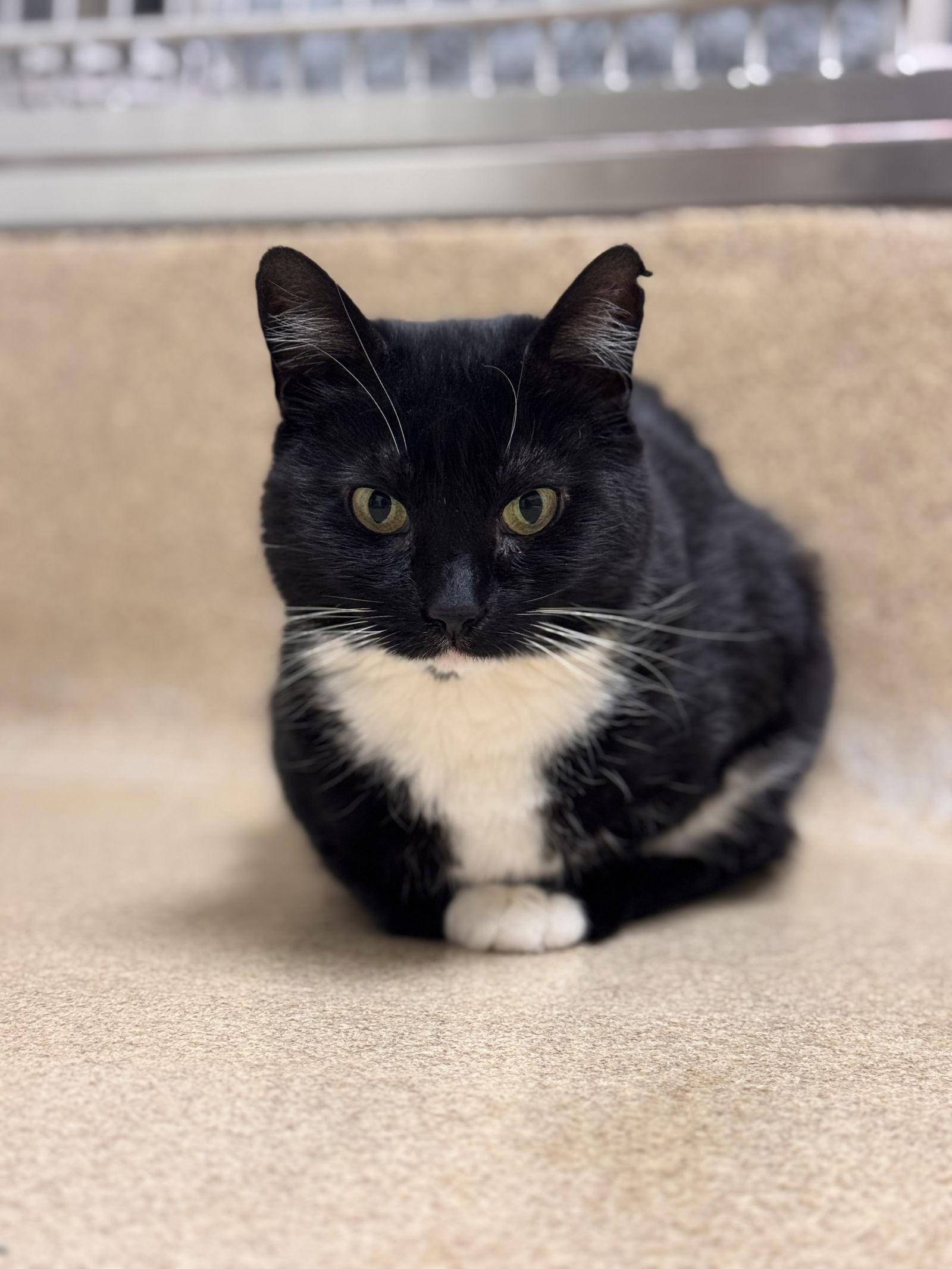 Enlarge Siri, a Adoptable Domestic Short Hair in Brick, NJ image 1/3