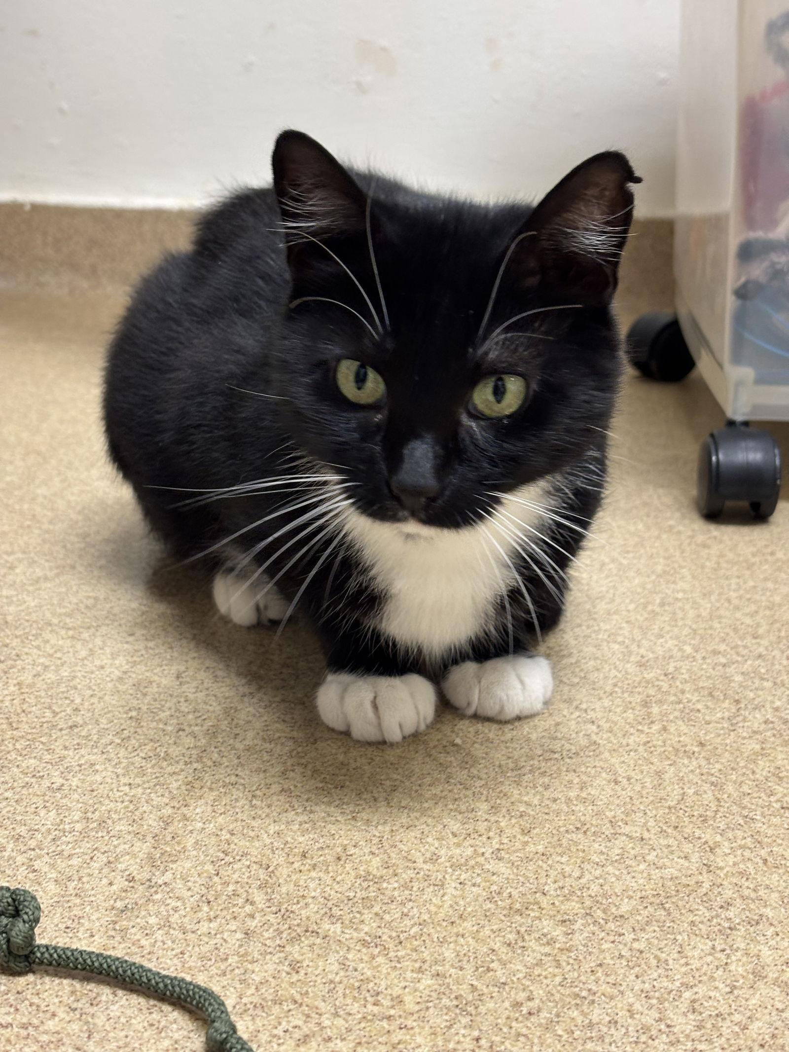 Siri, Adoptable, Adult Female Domestic Short Hair.