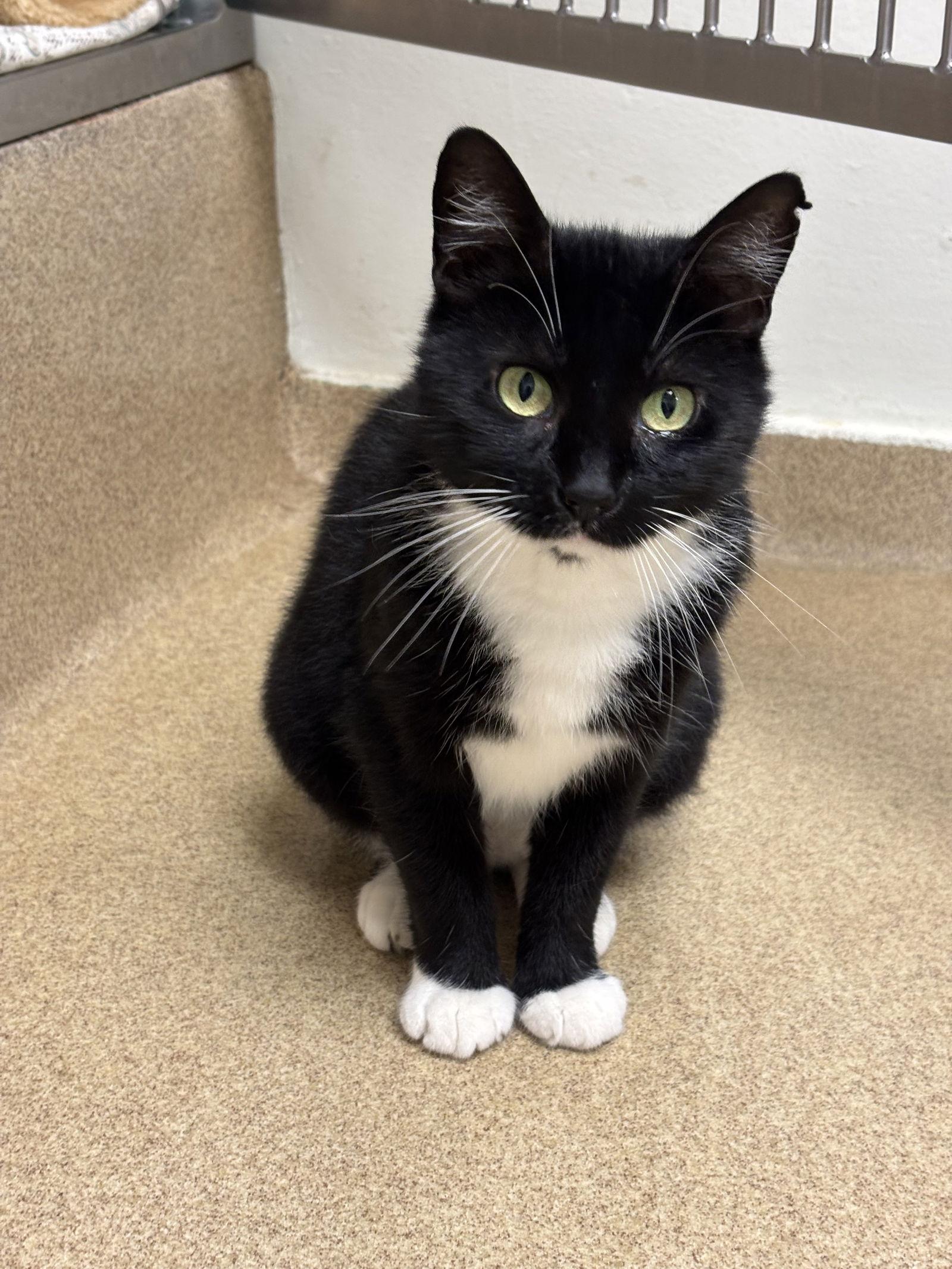 Enlarge Siri, a Adoptable Domestic Short Hair in Brick, NJ image 2/3