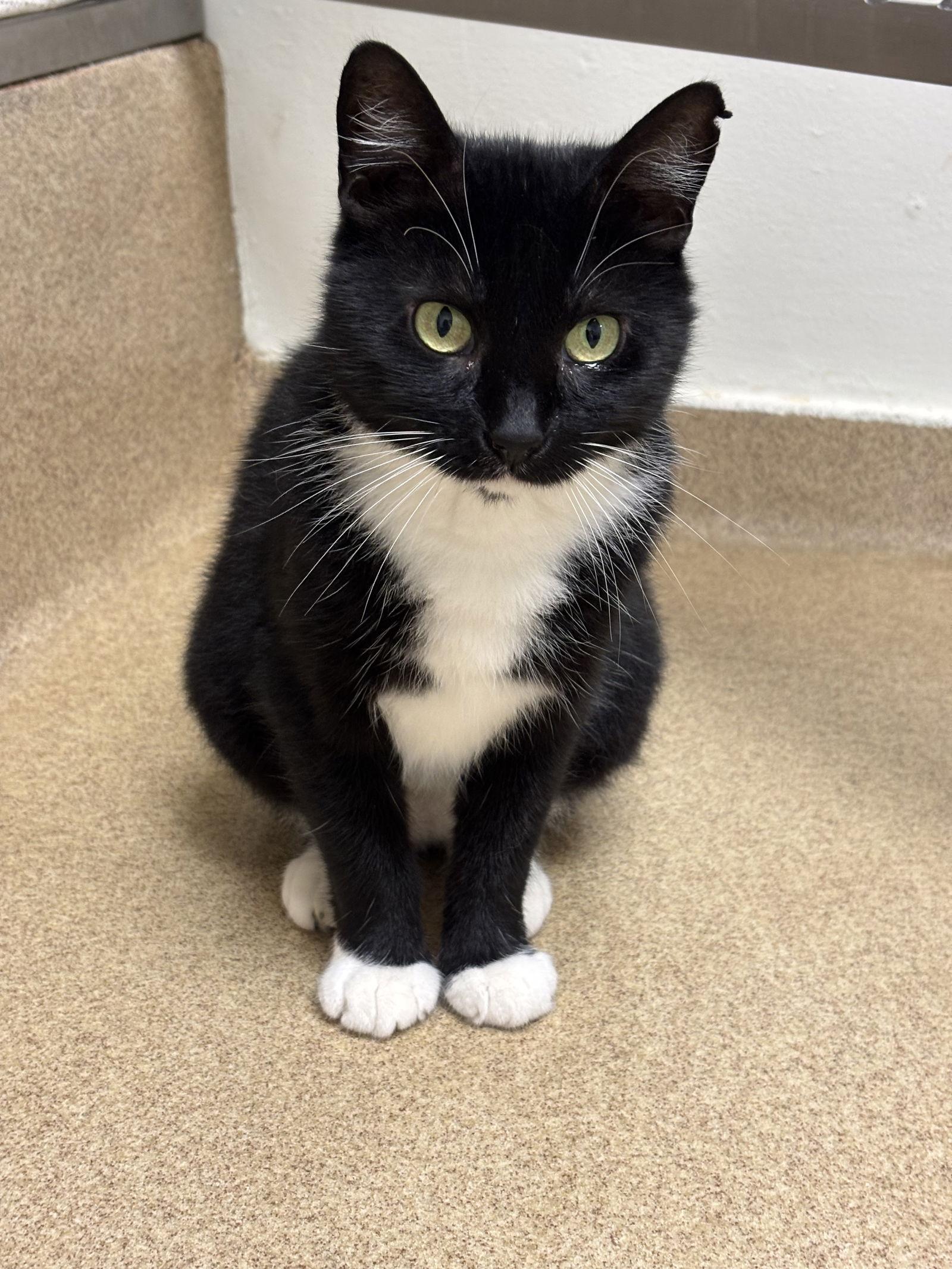 Enlarge Siri, a Adoptable Domestic Short Hair in Brick, NJ image 3/3